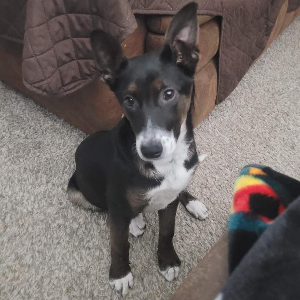 52 Pick Up, Adoptable, Puppy Female Mixed Breed.