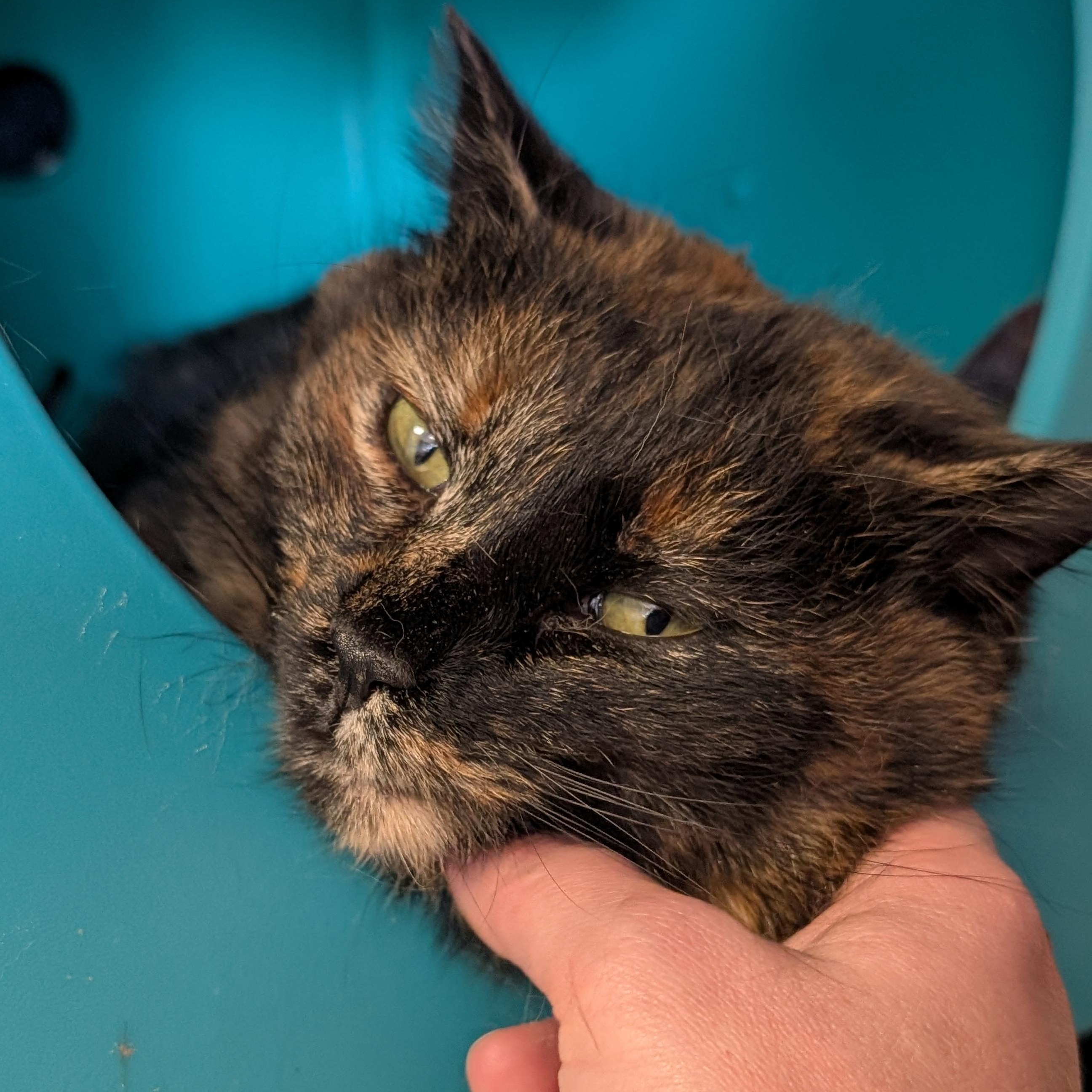 Monica - Name Your Own Adoption Fee!, a ADOPTABLE Domestic Short Hair in Jefferson, WI image 2/5