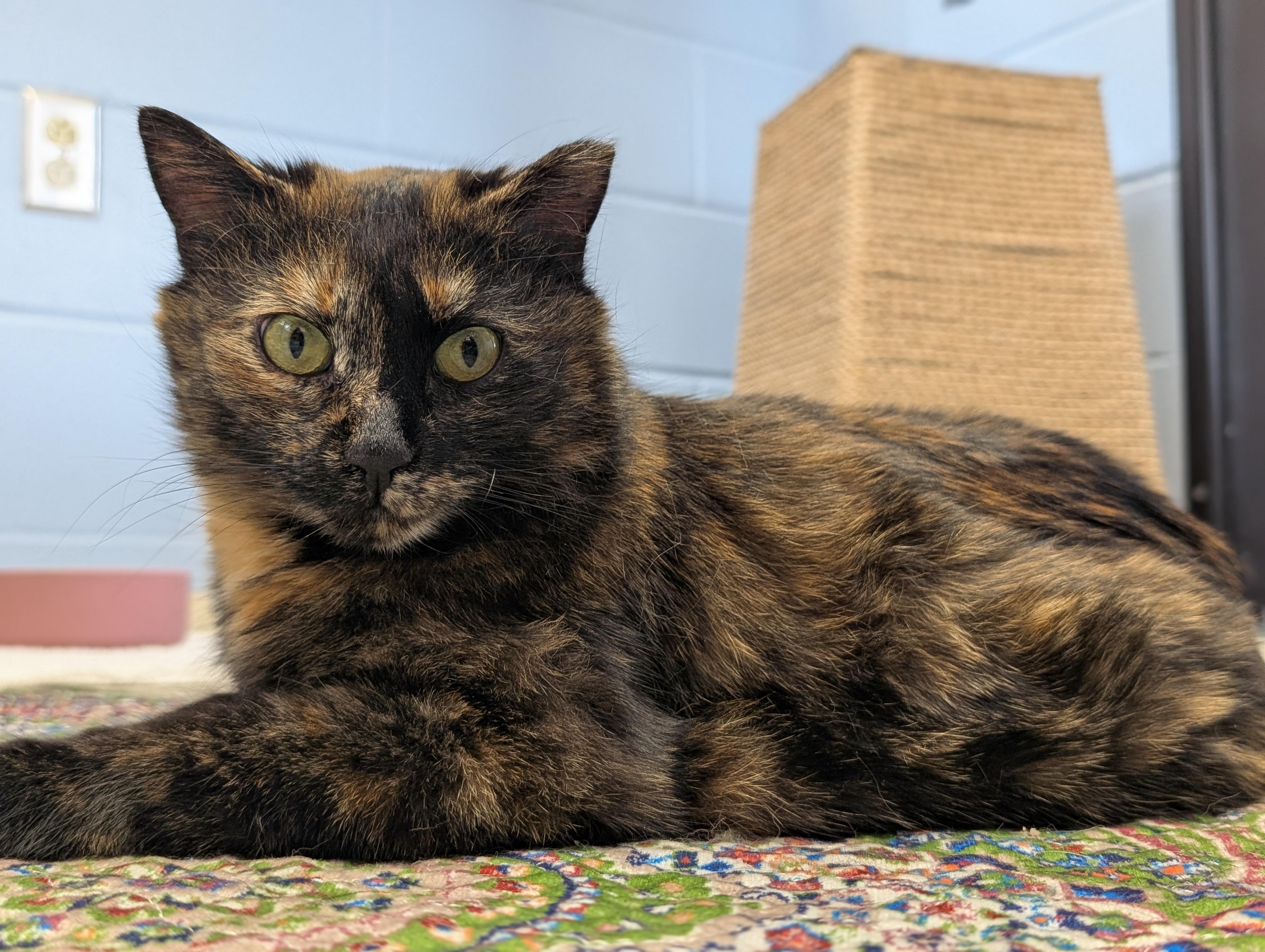 Monica - Name Your Own Adoption Fee!, a ADOPTABLE Domestic Short Hair in Jefferson, WI image 4/5