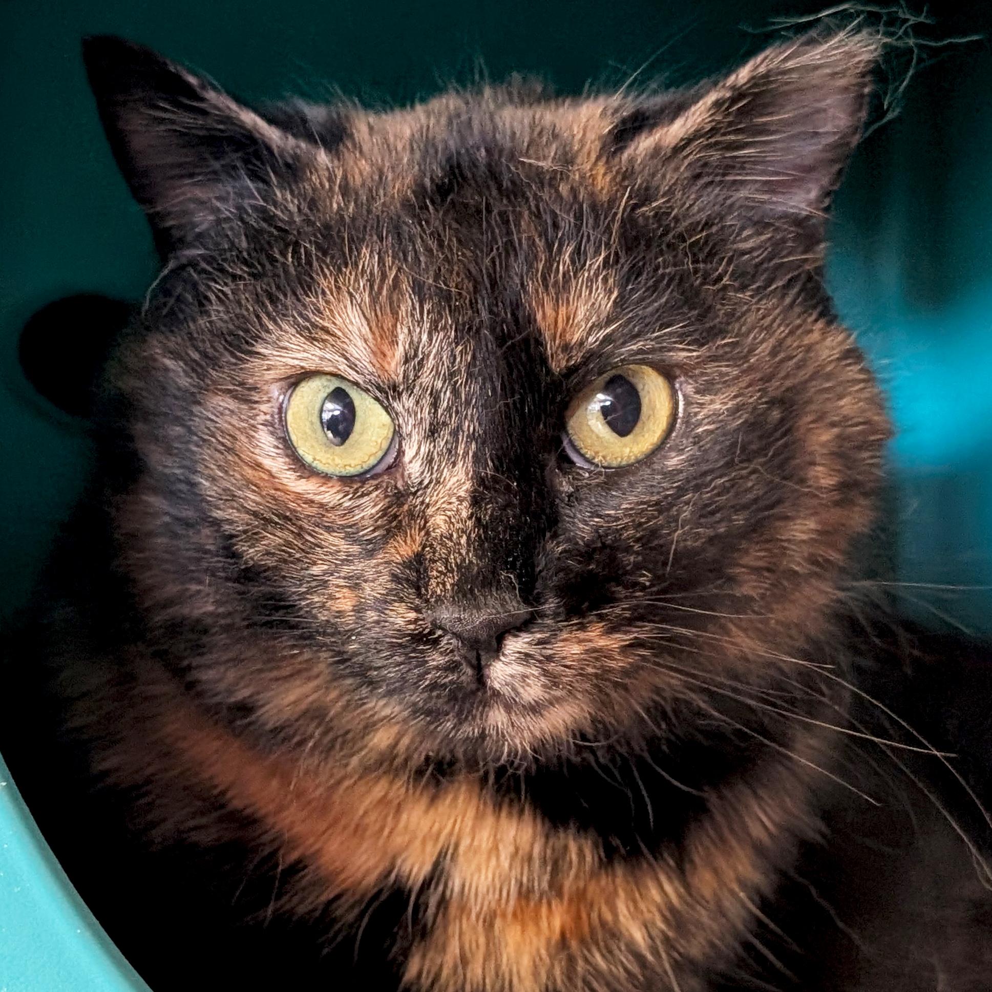 Monica - Name Your Own Adoption Fee!, a ADOPTABLE Domestic Short Hair in Jefferson, WI image 1/5
