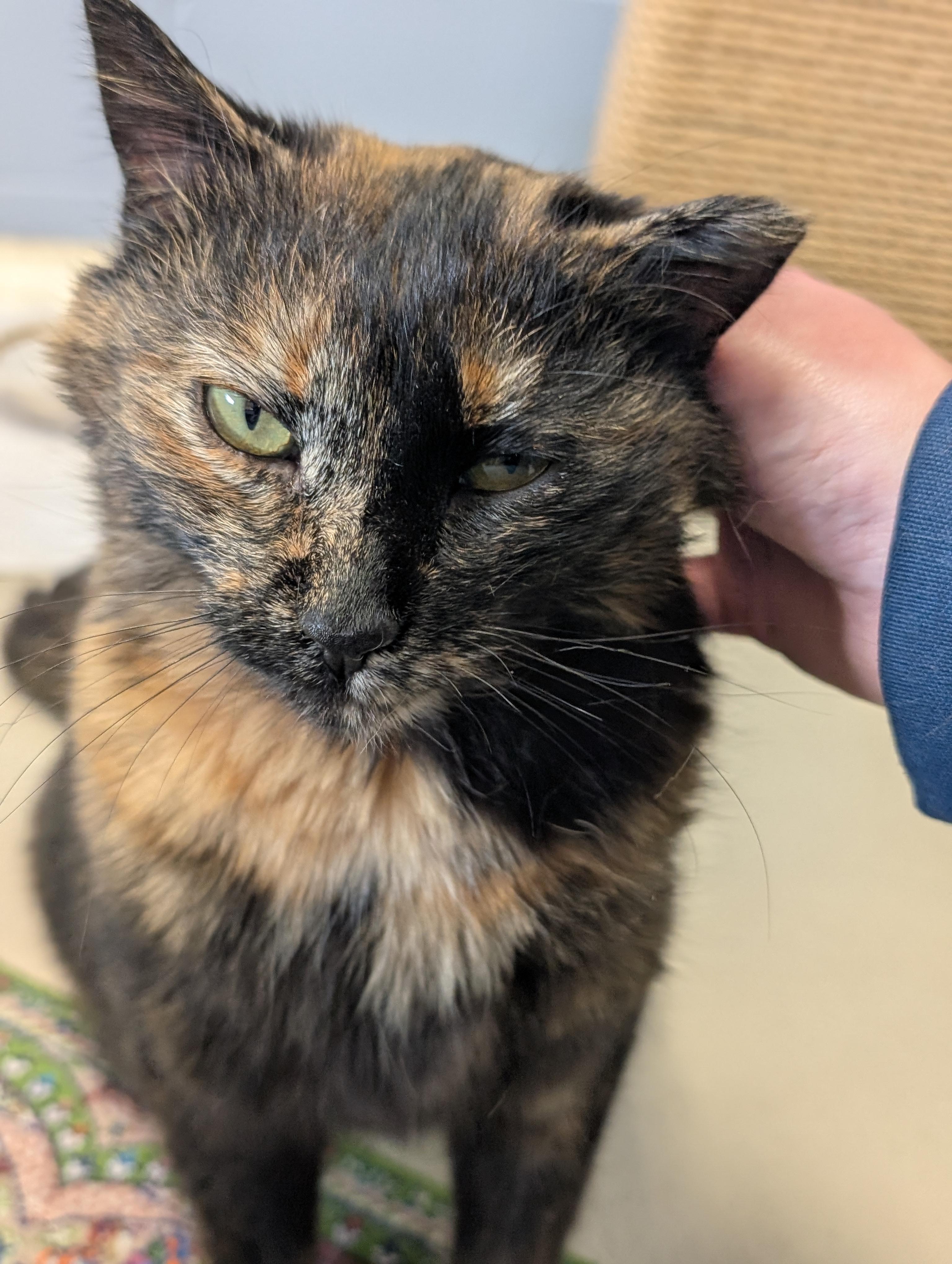 Monica - Name Your Own Adoption Fee!, a ADOPTABLE Domestic Short Hair in Jefferson, WI image 5/5