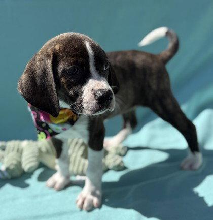 Voodoo, Adopted, Young Female Pit Bull Terrier.