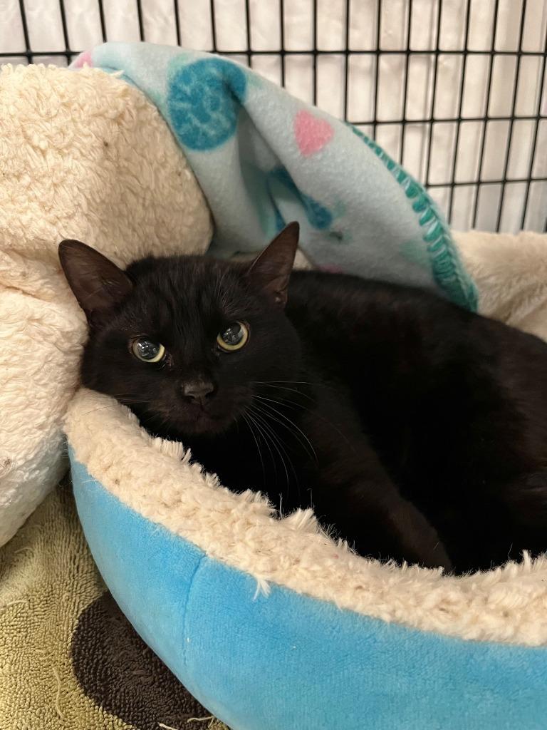 Chiquidracula, Adoptable, Young Male Domestic Short Hair.