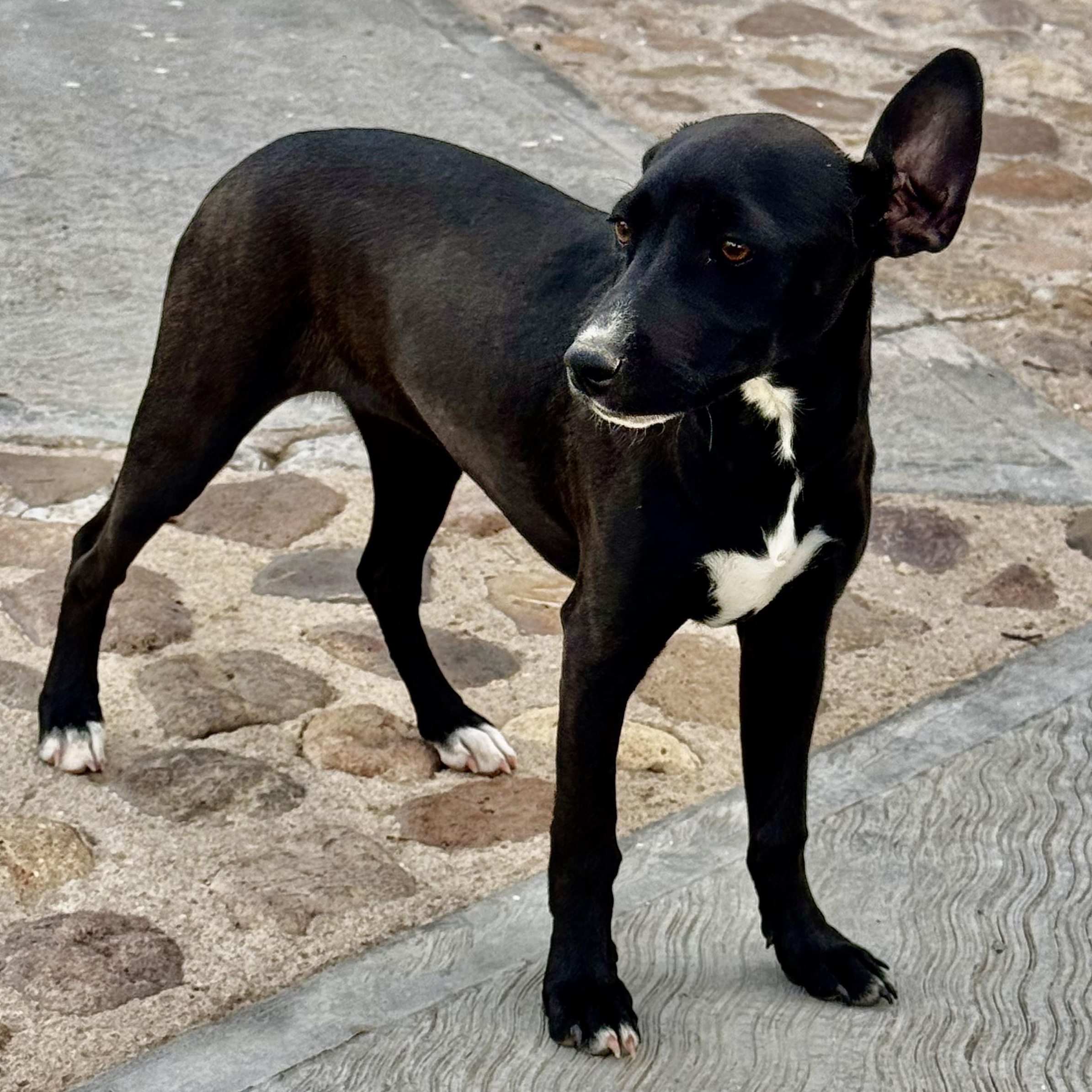 Zoe, a ADOPTABLE mixed breed in Manvel, TX image 4/6