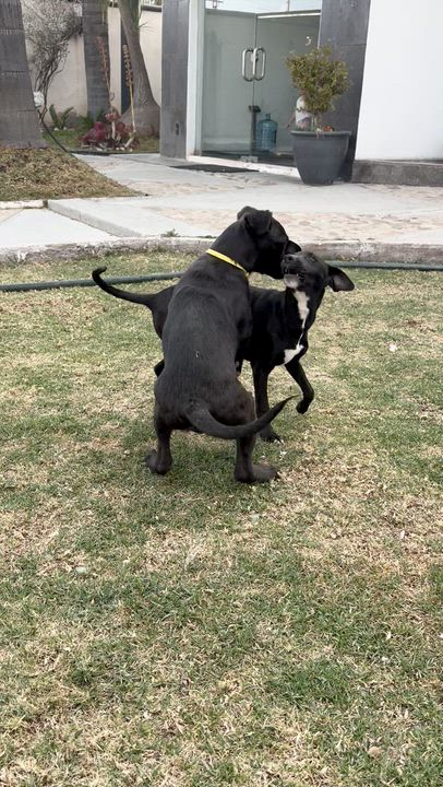 Enlarge Zoe, a ADOPTABLE mixed breed in Manvel, TX video 6/6