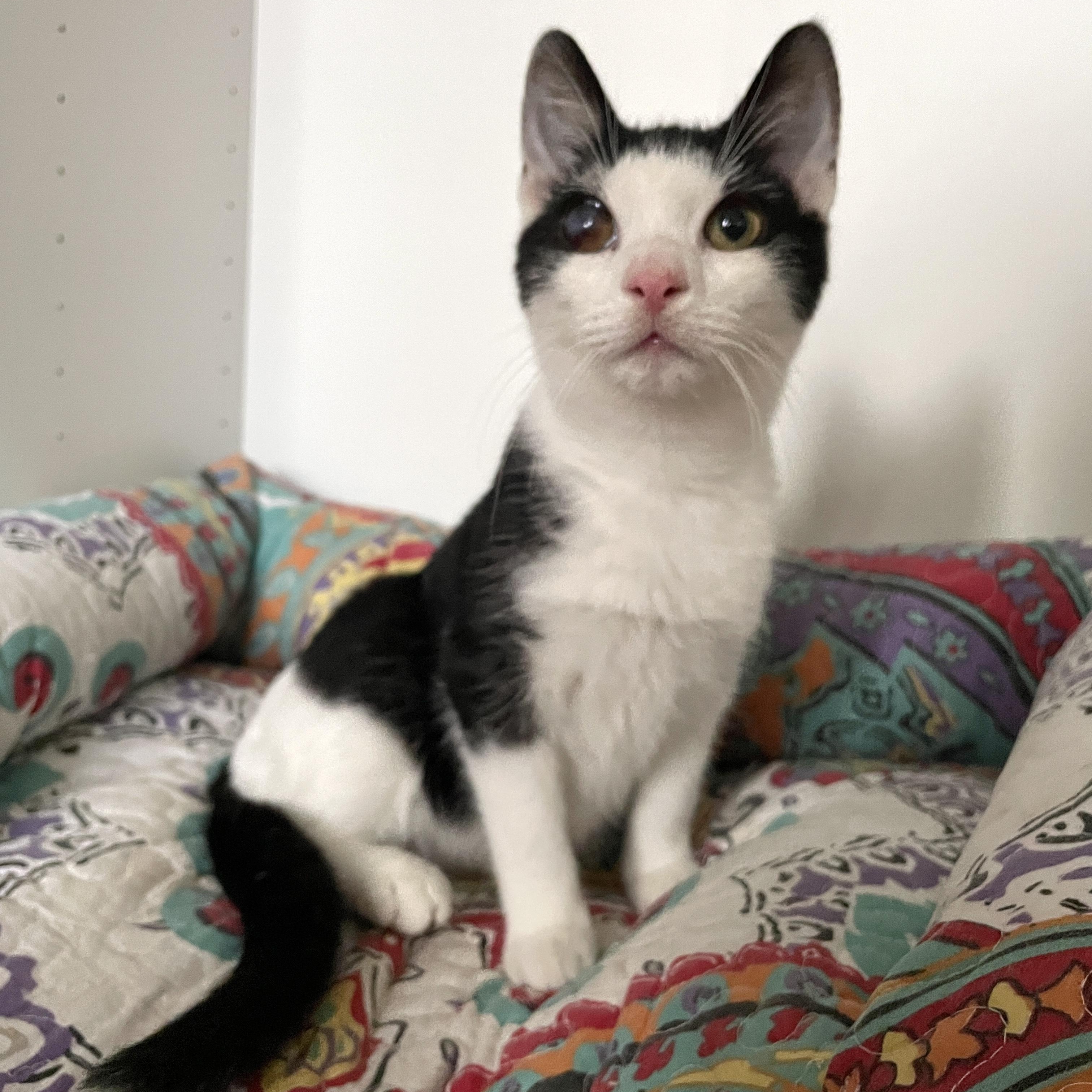 Spike, a Adoptable mixed breed in Hyattsville, MD image 1/6