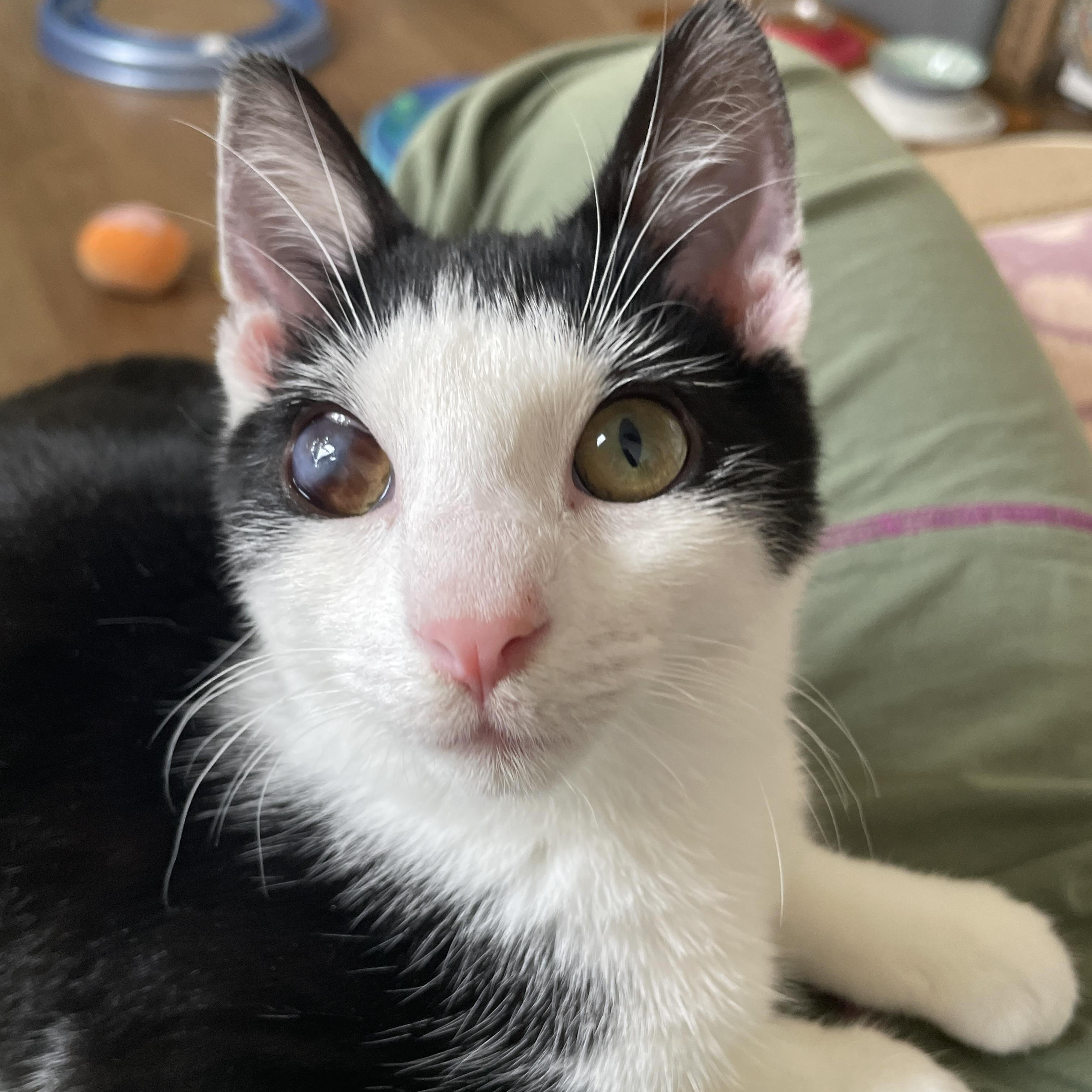 Spike, a Adoptable mixed breed in Hyattsville, MD image 4/6