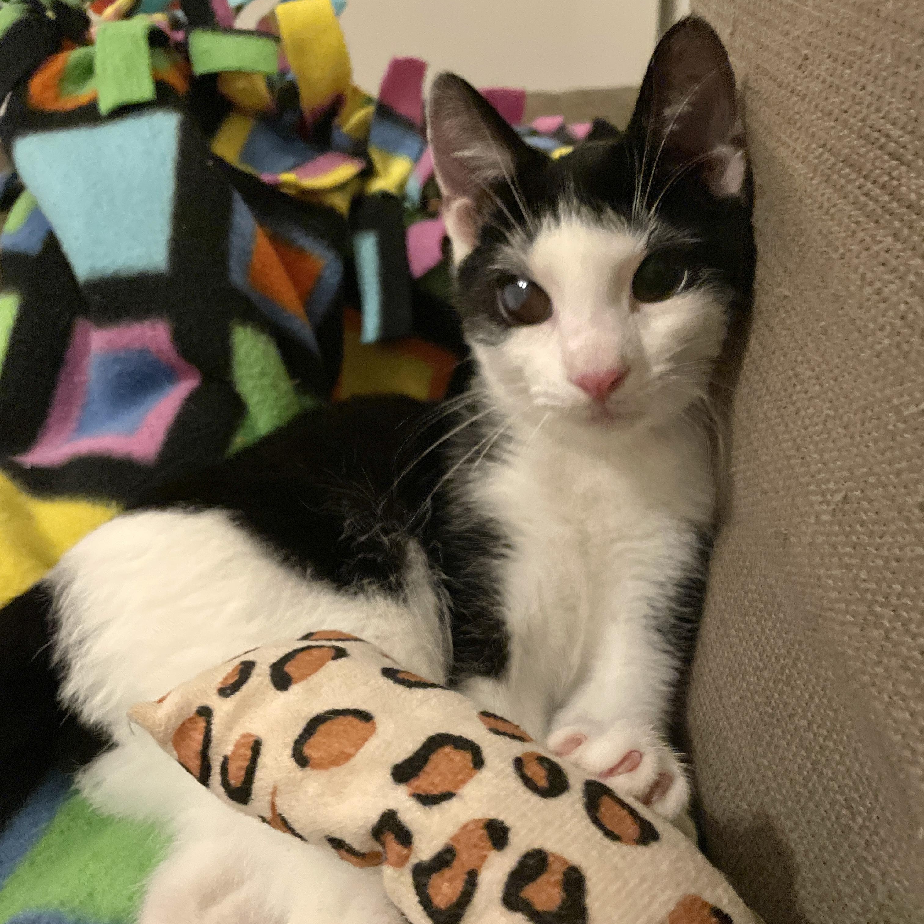 Spike, a Adoptable mixed breed in Hyattsville, MD image 5/6