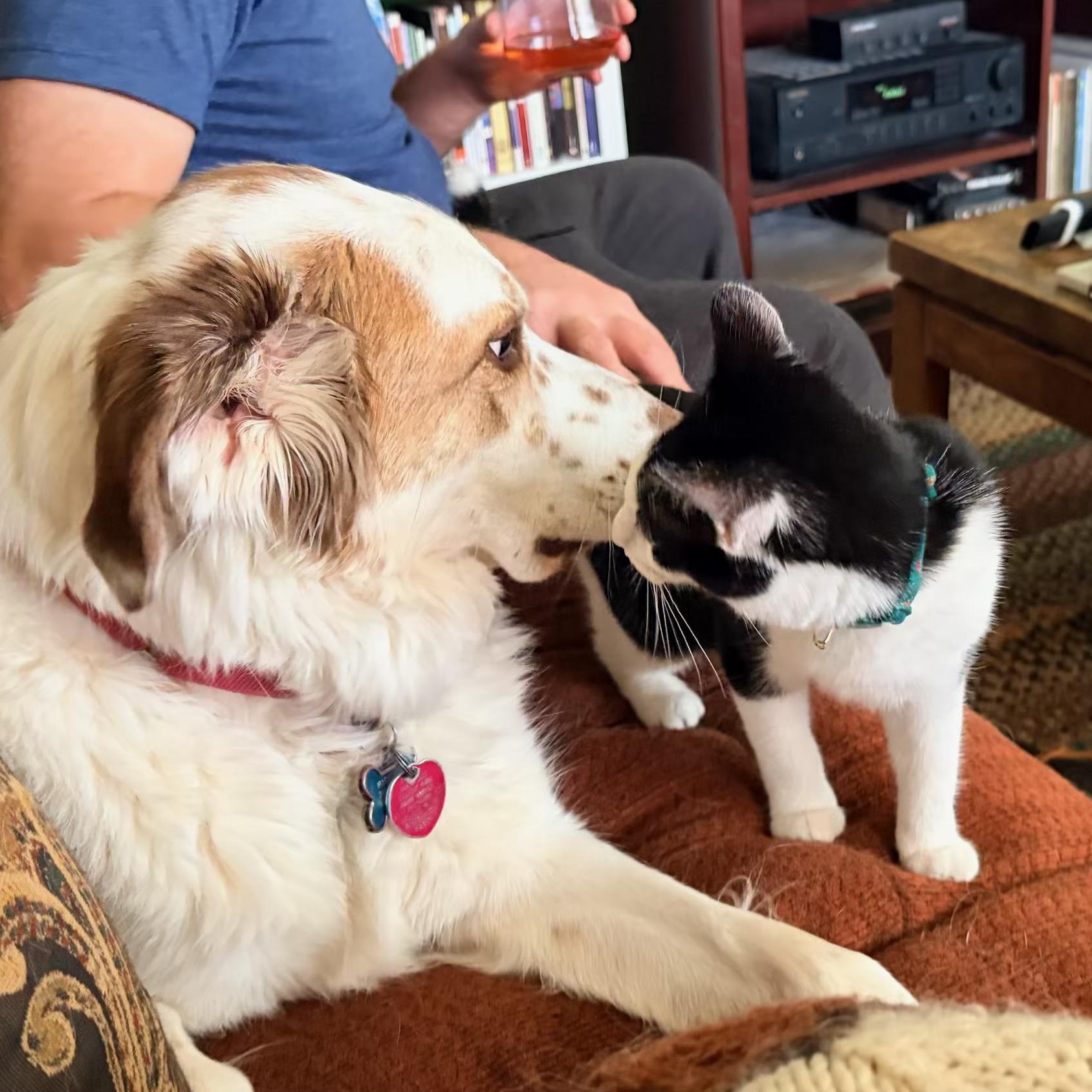 Enlarge Spike, a Adoptable mixed breed in Hyattsville, MD image 6/6