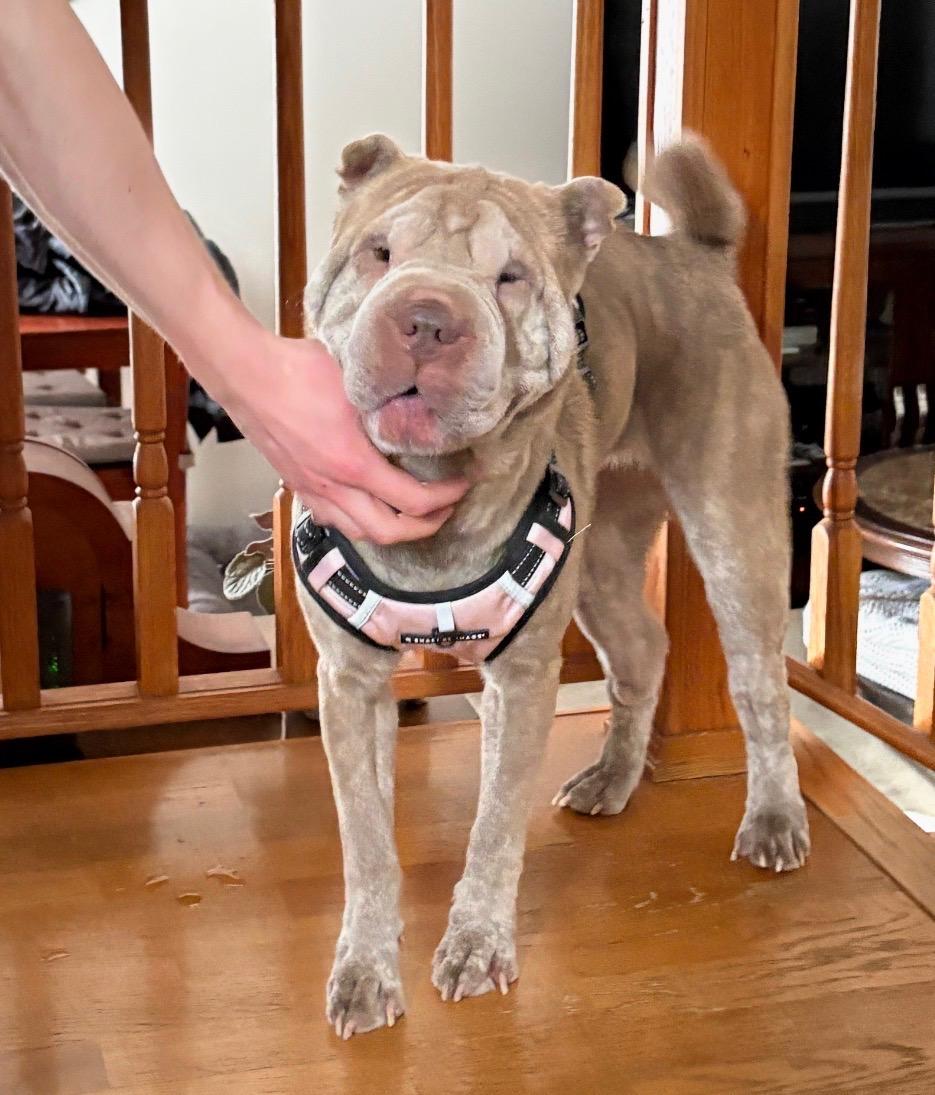 Enlarge Cream, a ADOPTABLE Shar-Pei in Jamesville, NY image 3/5