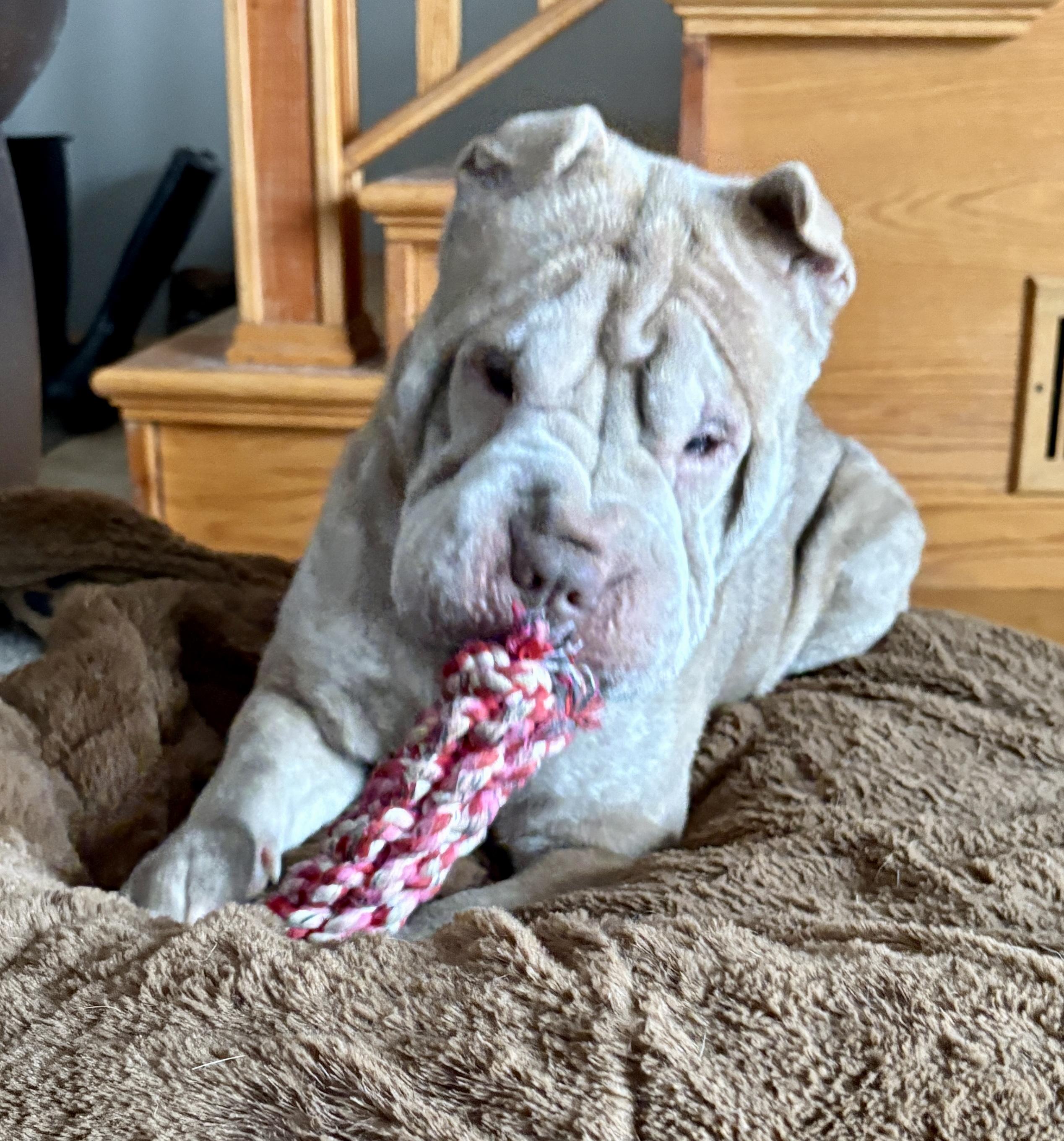 Enlarge Cream, a ADOPTABLE Shar-Pei in Jamesville, NY image 5/5