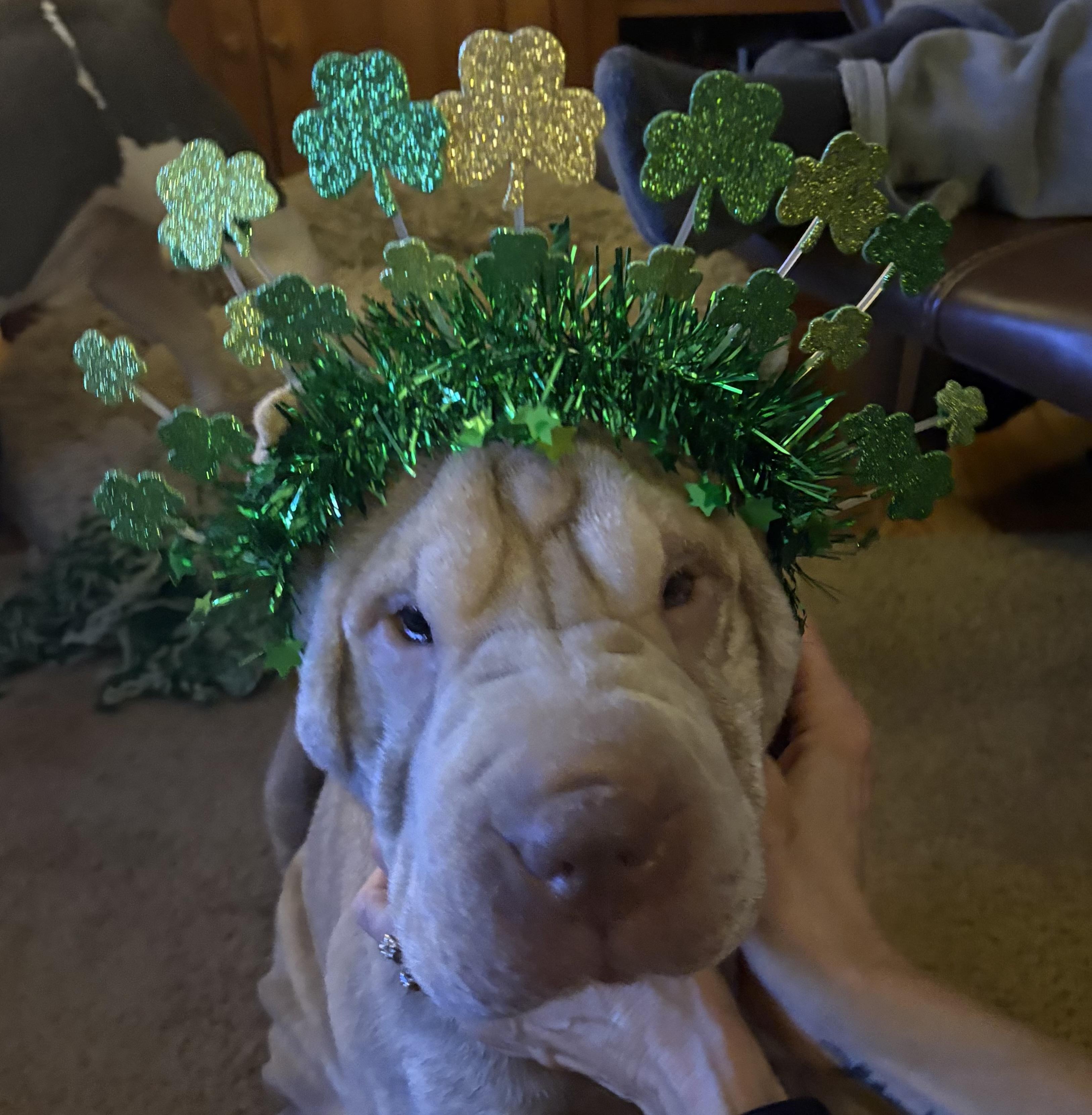 Enlarge Cream, a ADOPTABLE Shar-Pei in Jamesville, NY image 2/5