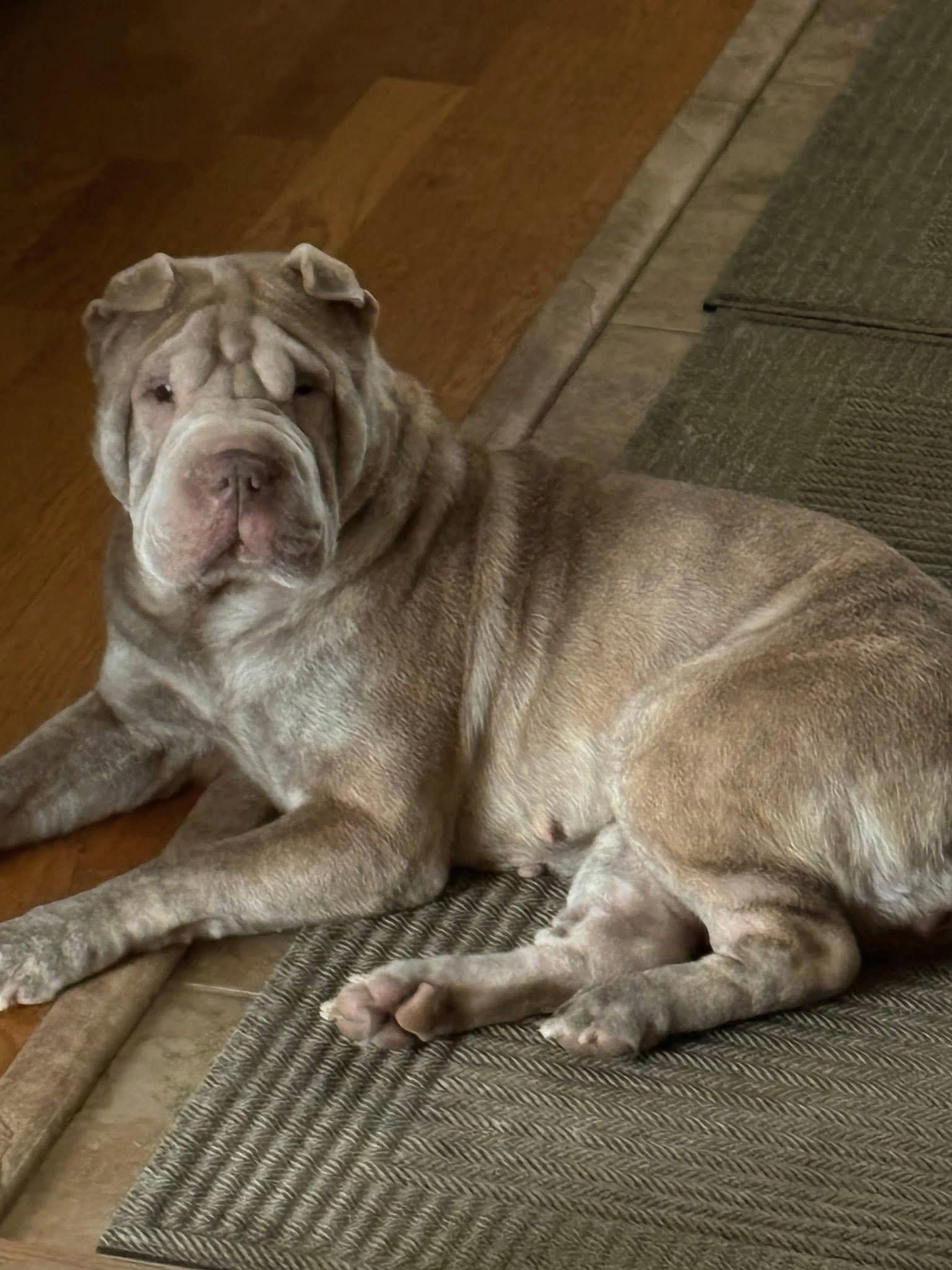 Cream, ADOPTABLE, Adult Female Shar-Pei.