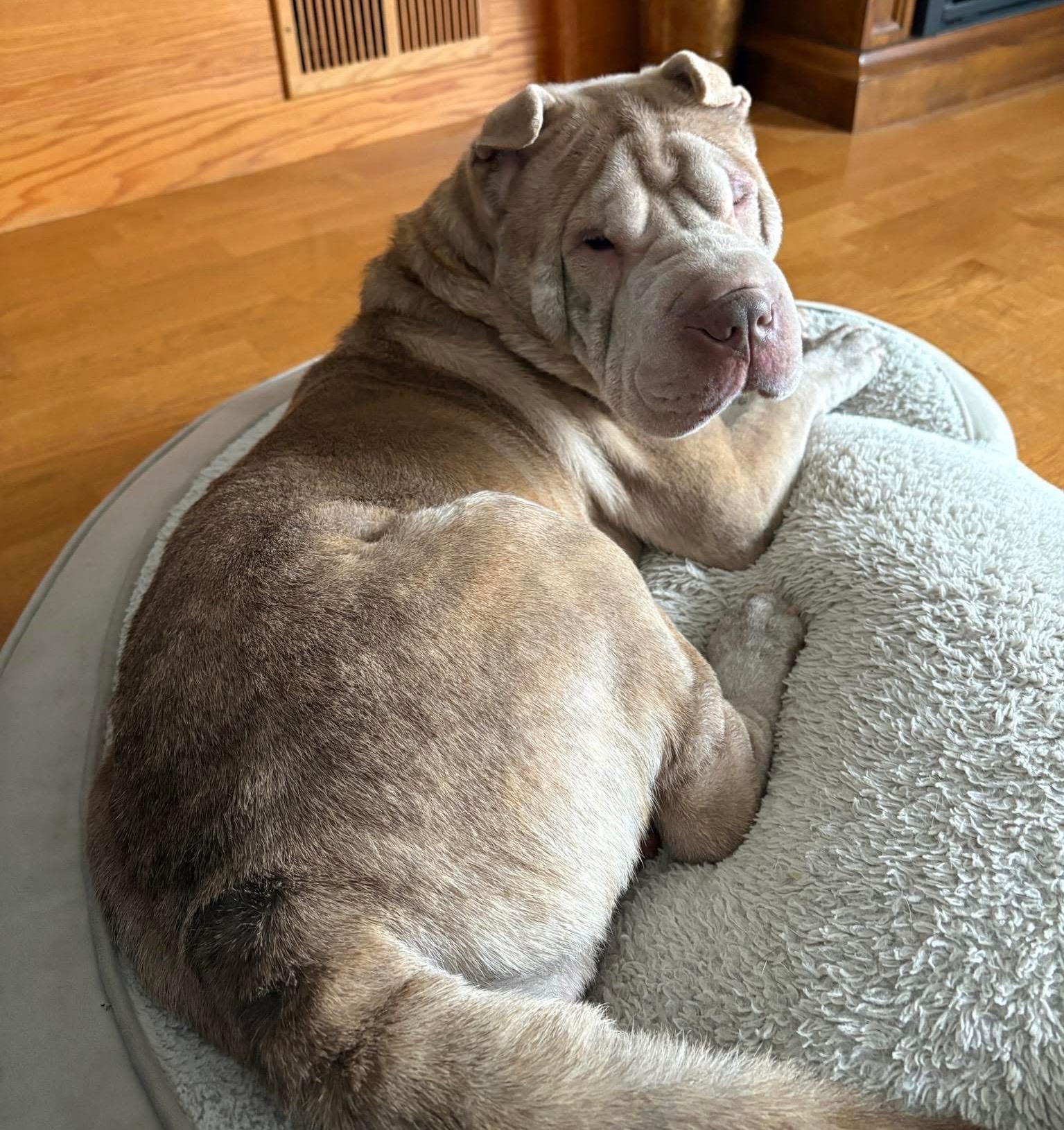 Enlarge Cream, a ADOPTABLE Shar-Pei in Jamesville, NY image 4/5