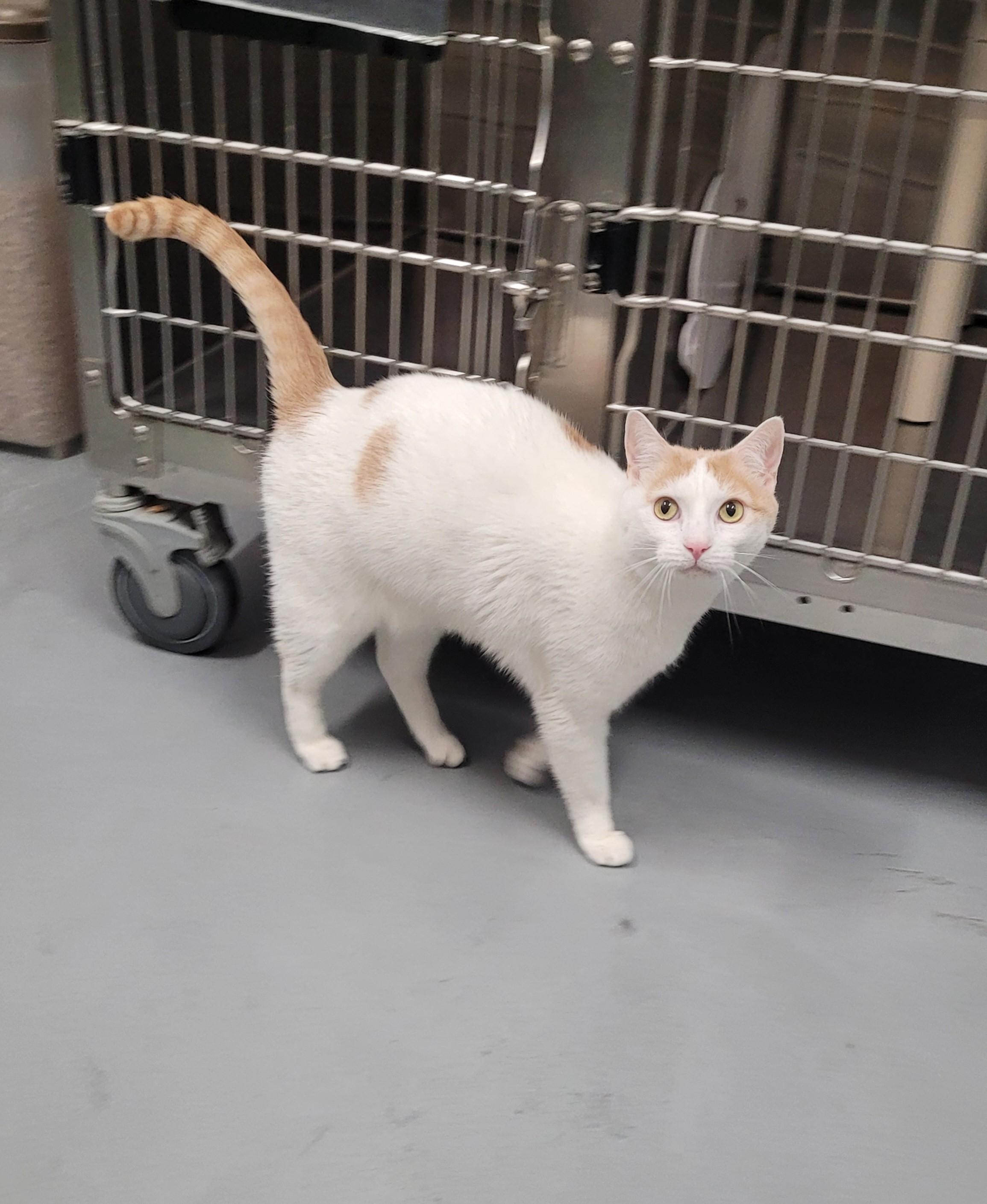 Austin, an adopted Domestic Short Hair in North Attleboro, MA image 3/4