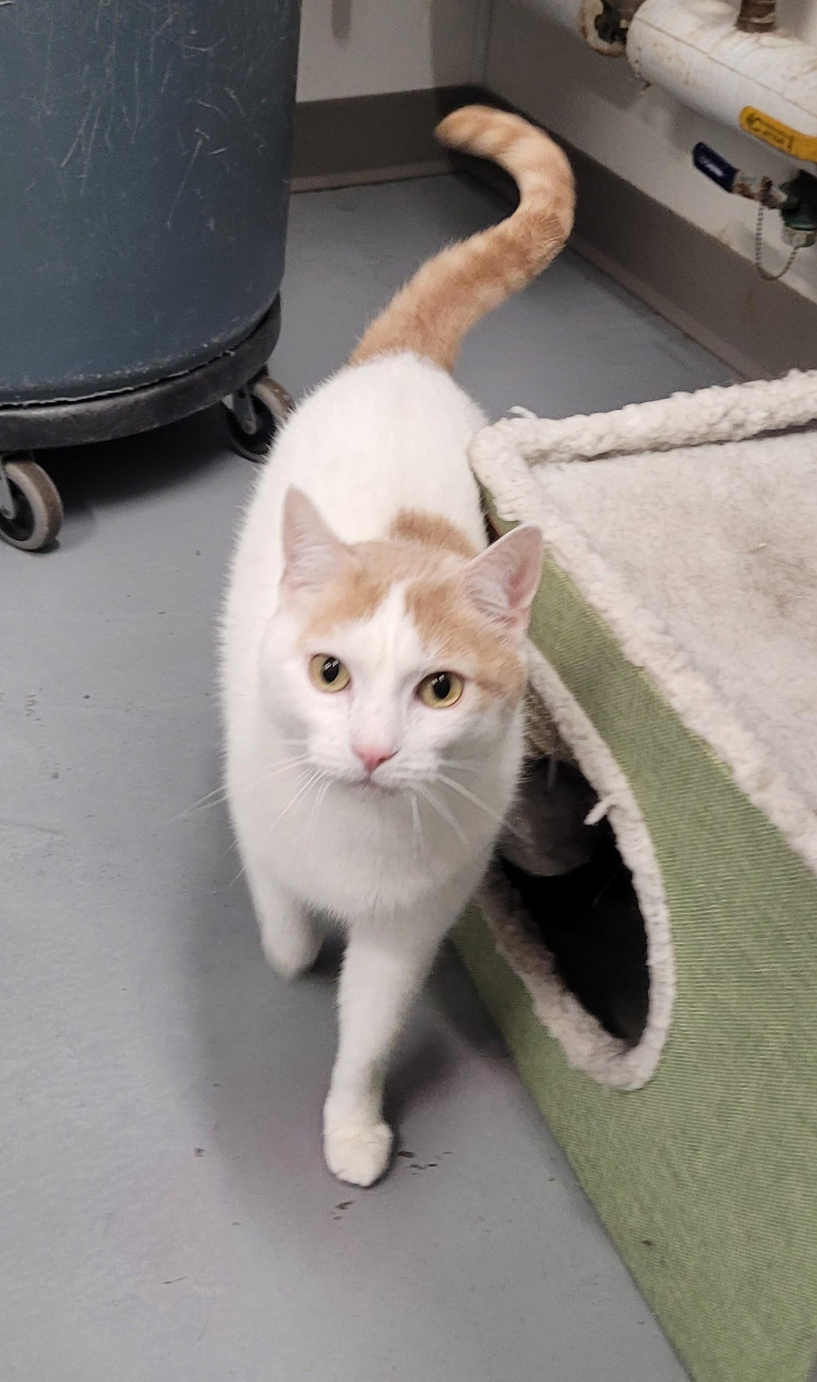Austin, an adopted Domestic Short Hair in North Attleboro, MA image 4/4