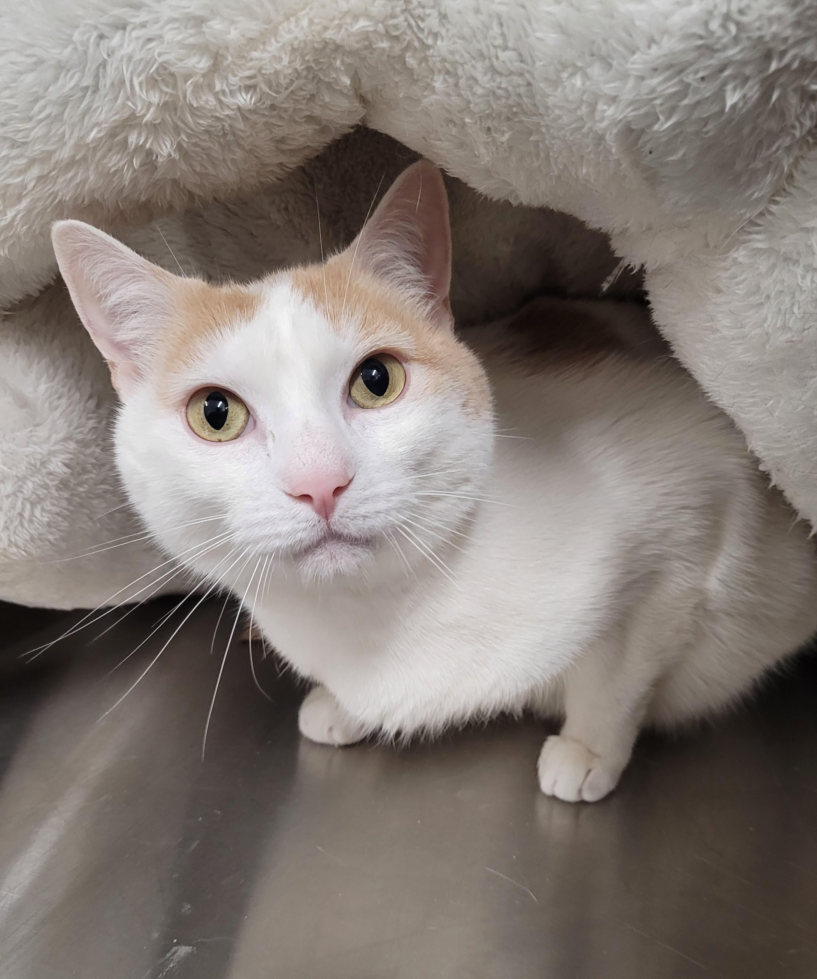 Austin, adopted, Adult Male Domestic Short Hair.