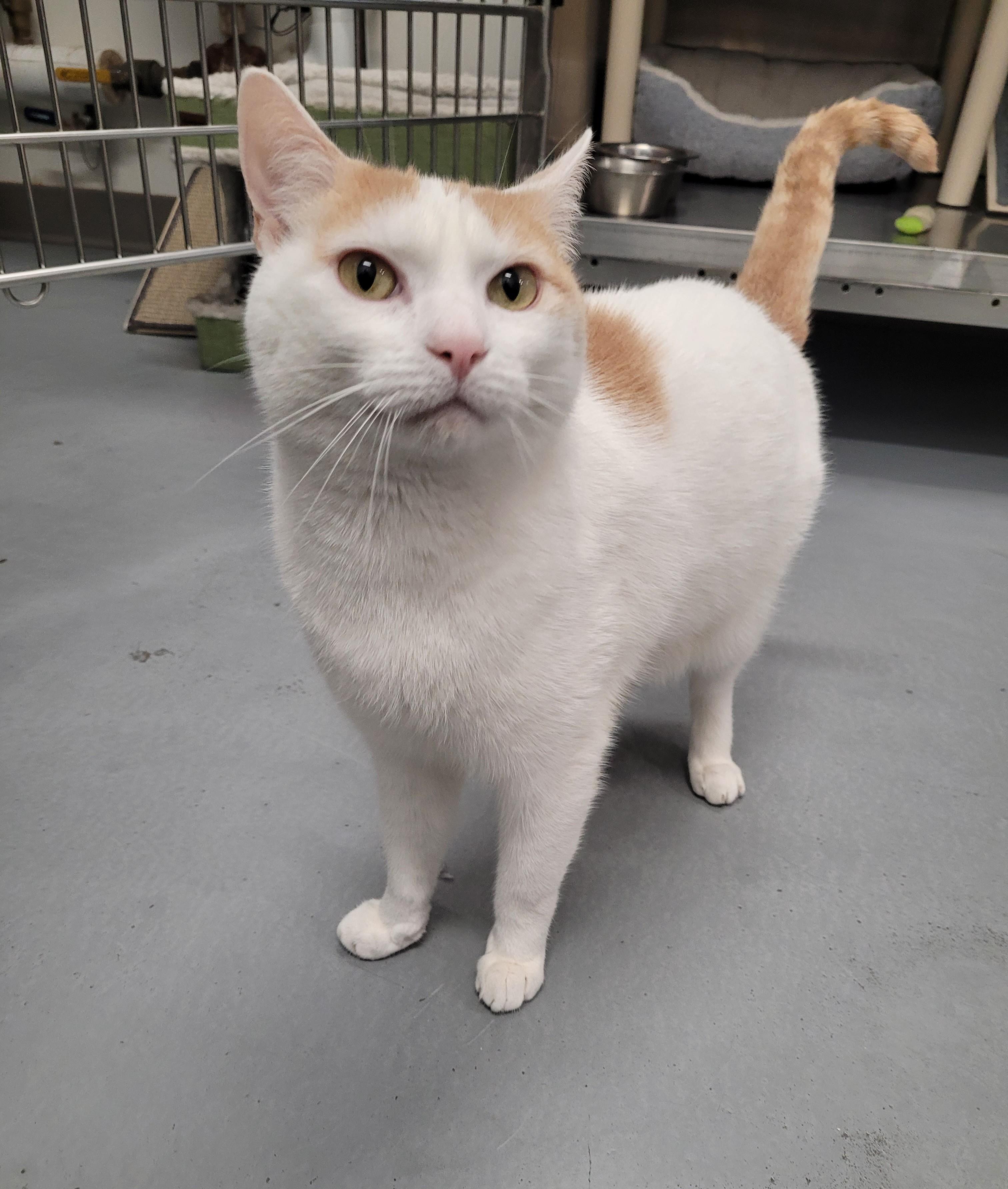 Austin, an adopted Domestic Short Hair in North Attleboro, MA image 2/4