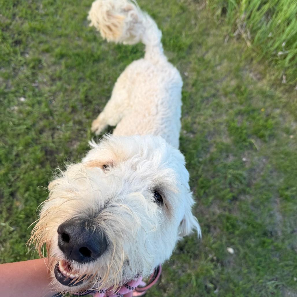 Finn, a Adoptable mixed breed in Detroit Lakes, MN image 2/5