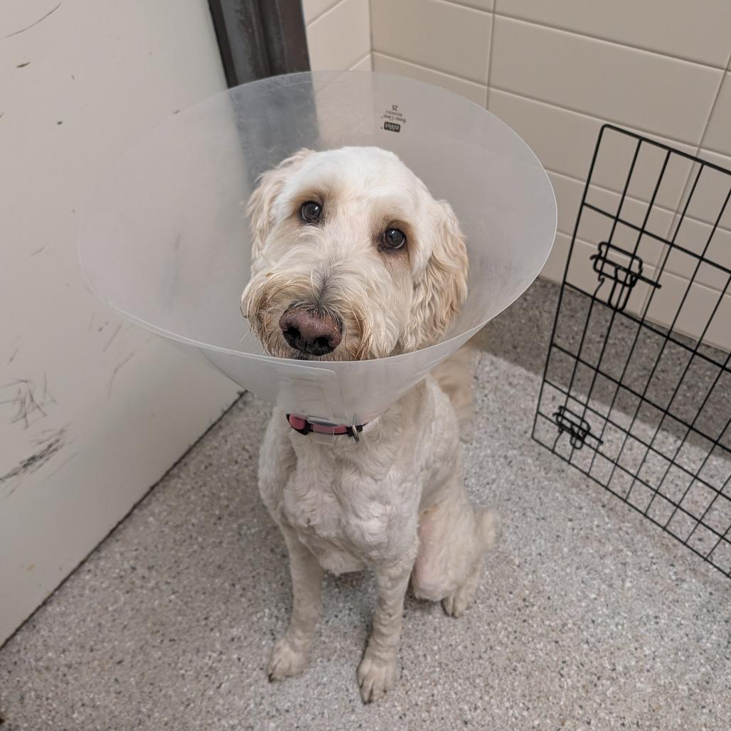 Finn, a Adoptable mixed breed in Detroit Lakes, MN image 3/5