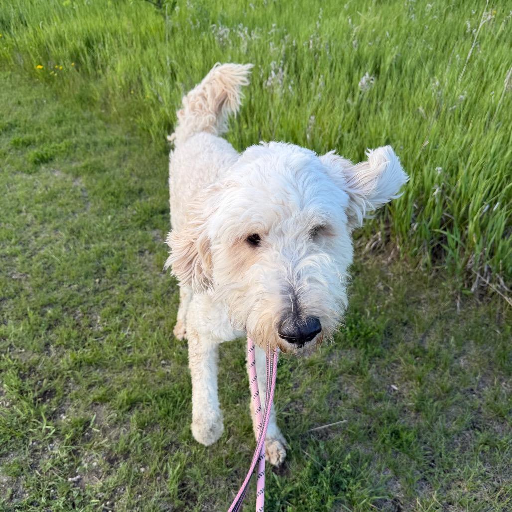 Finn, a Adoptable mixed breed in Detroit Lakes, MN image 4/5