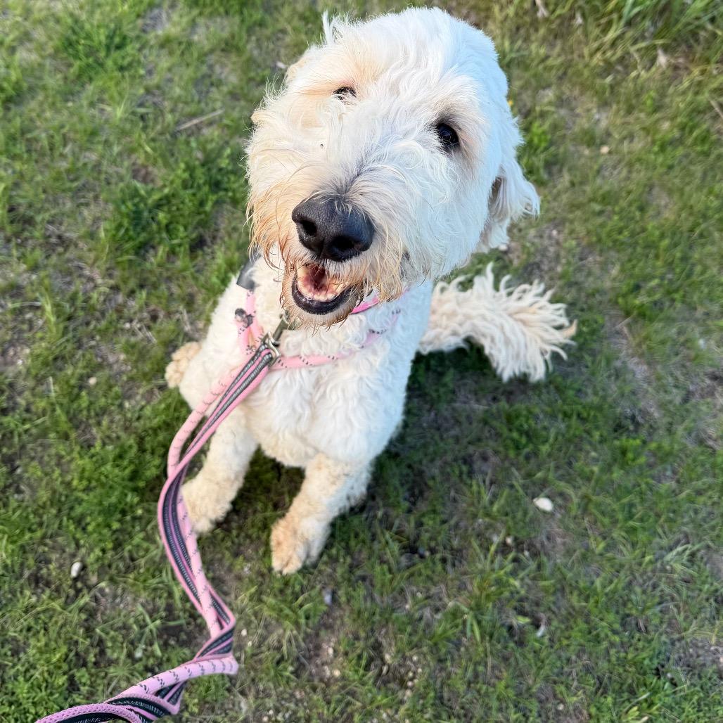 Finn, a Adoptable mixed breed in Detroit Lakes, MN image 5/5