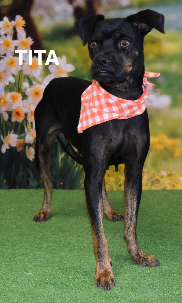 Tita, Adoptable, Adult Female Miniature Pinscher & Shepherd.