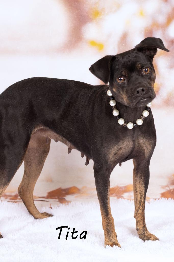 Tita, a Adoptable mixed breed in Gilbert, AZ image 2/2