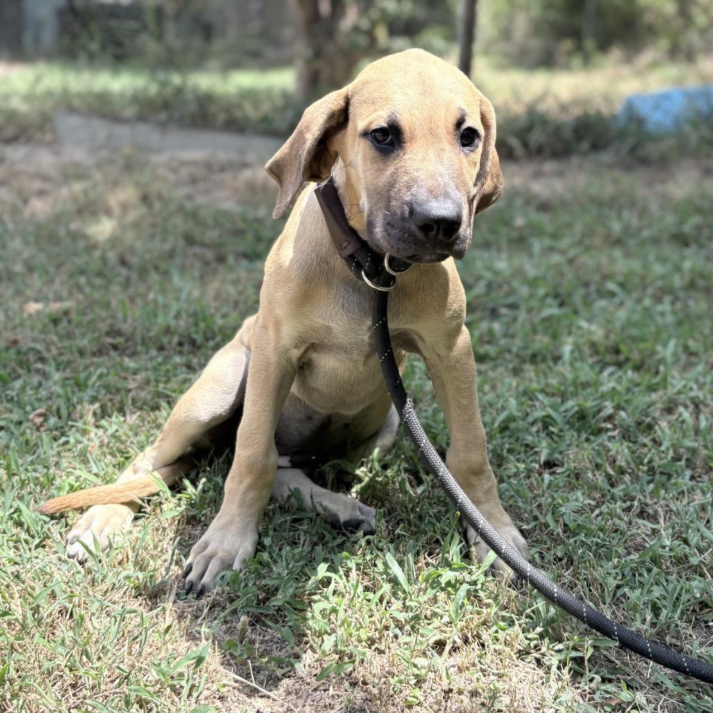 Enlarge Annabelle, a Adoptable mixed breed in Pasadena , MD image 1/2