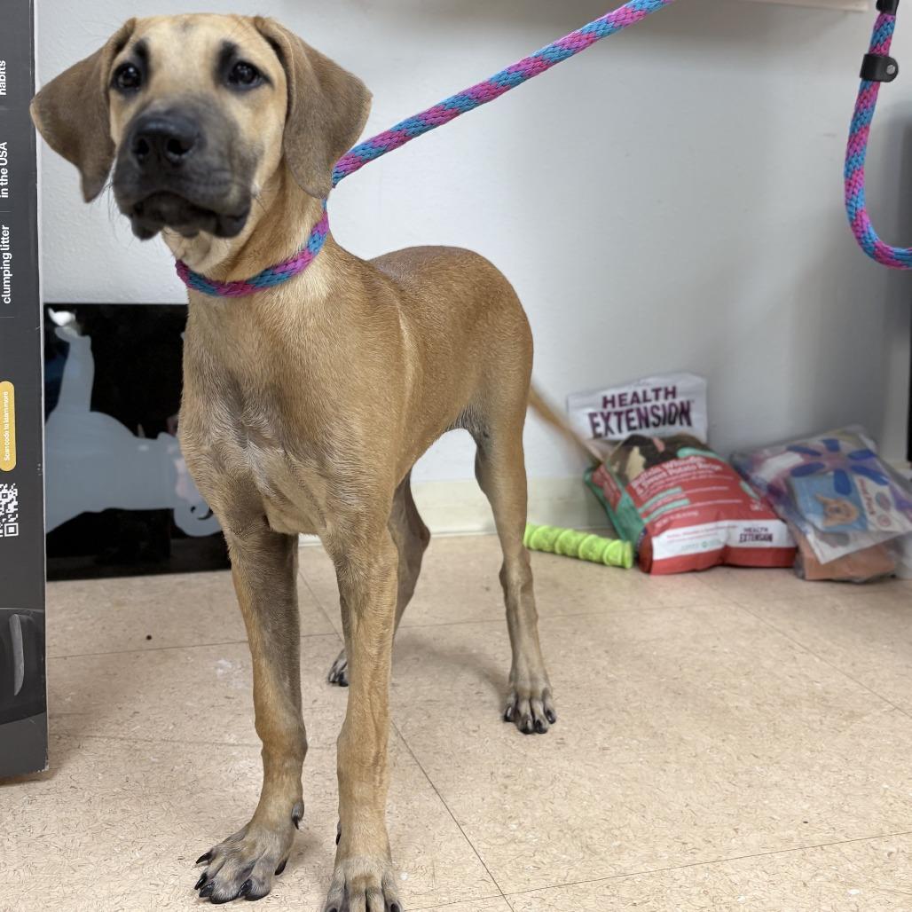 Enlarge Annabelle, a Adoptable mixed breed in Pasadena , MD image 2/2