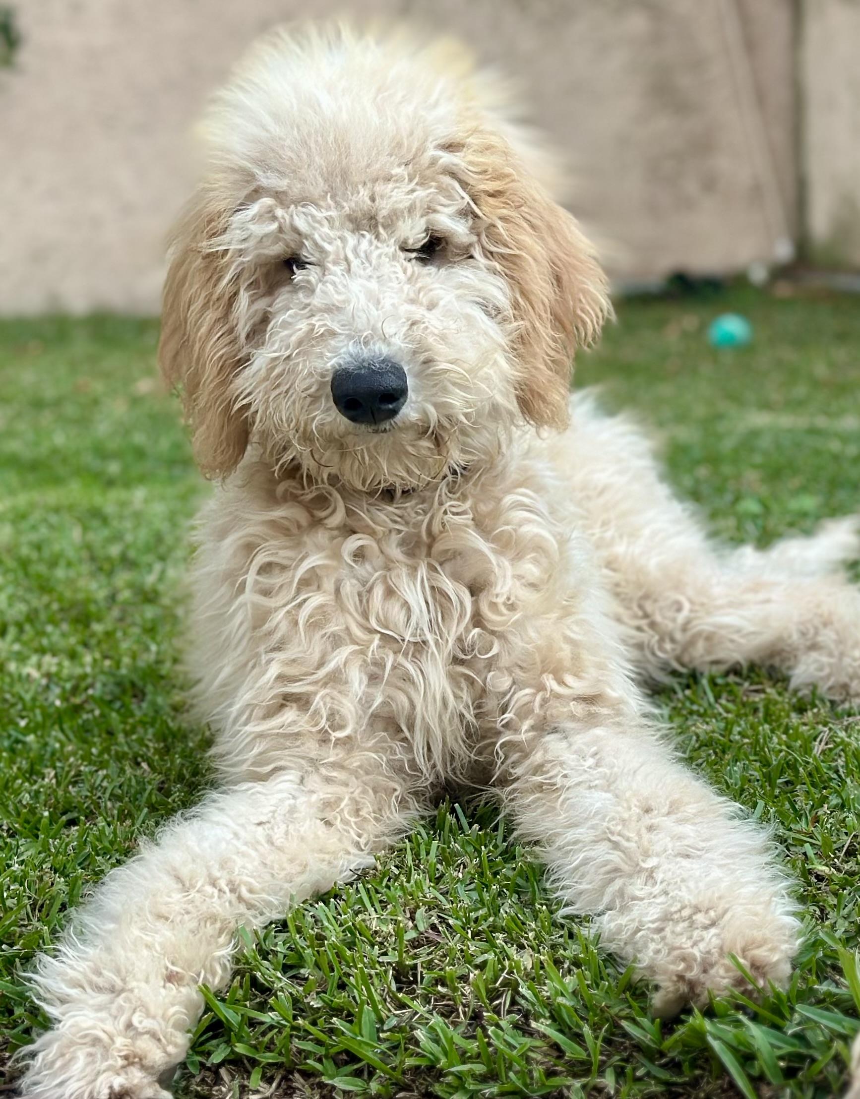 Daisy, ADOPTABLE, Puppy Female Goldendoodle.