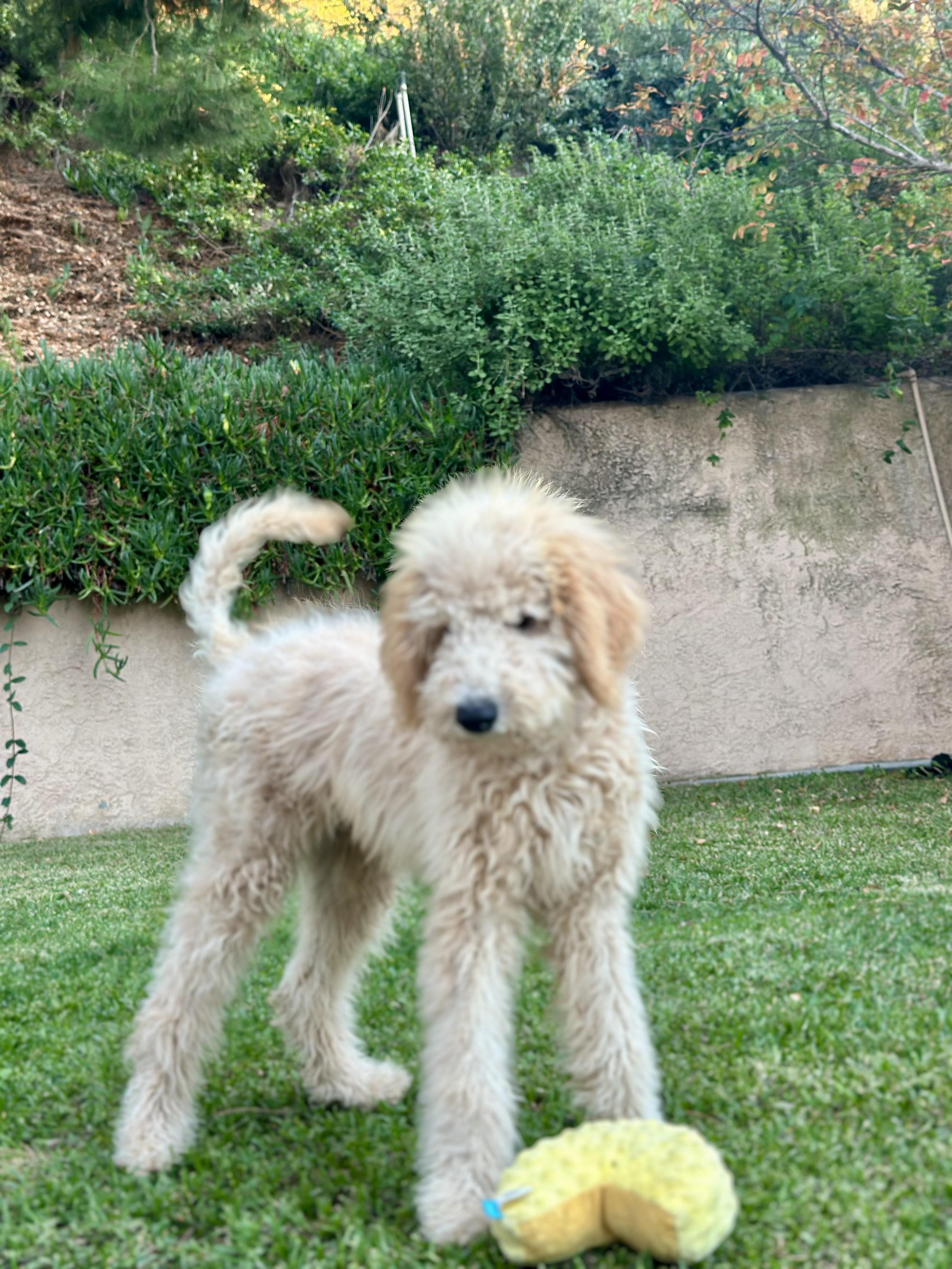 Daisy, an adoption pending Goldendoodle in Huntington Beach, CA image 2/6