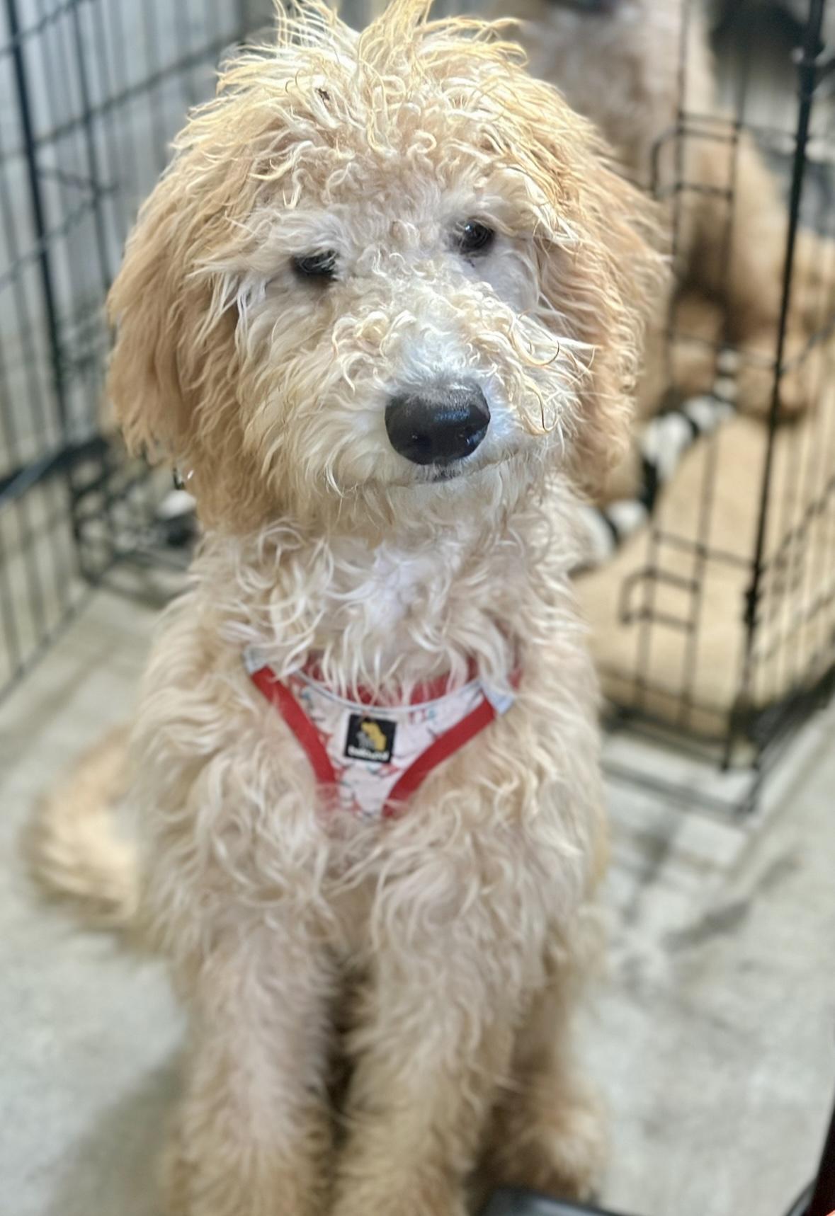 Daisy, an adoption pending Goldendoodle in Huntington Beach, CA image 4/6