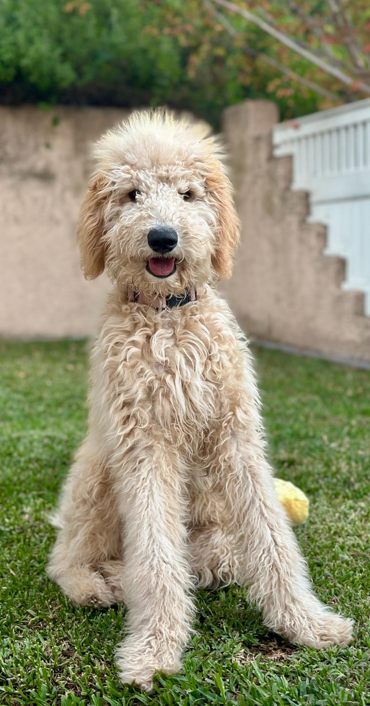 Daisy, an adoption pending Goldendoodle in Huntington Beach, CA image 6/6