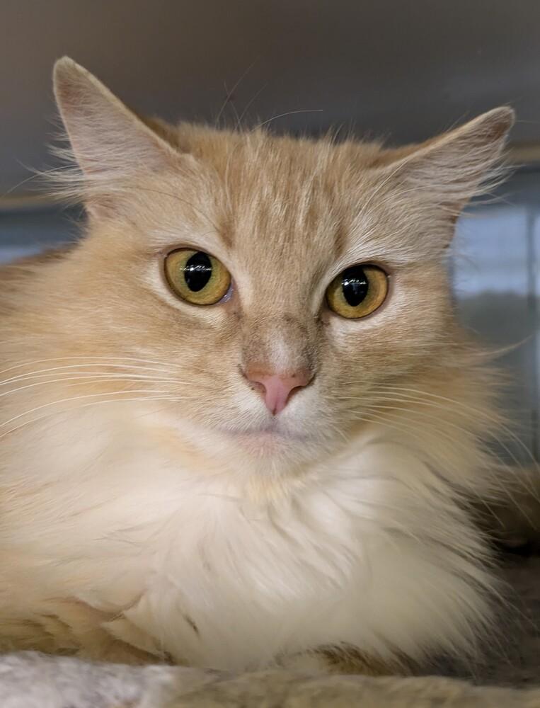Nilla, Adoptable, Adult Female Domestic Long Hair.