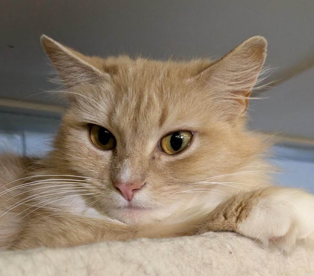 Nilla, a Adoptable Domestic Long Hair in Duxbury, MA image 2/3