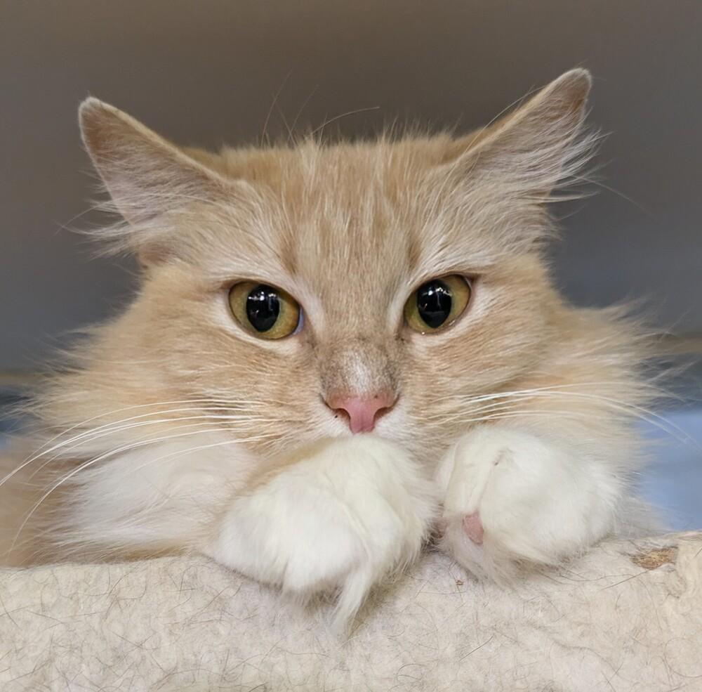 Nilla, a Adoptable Domestic Long Hair in Duxbury, MA image 3/3