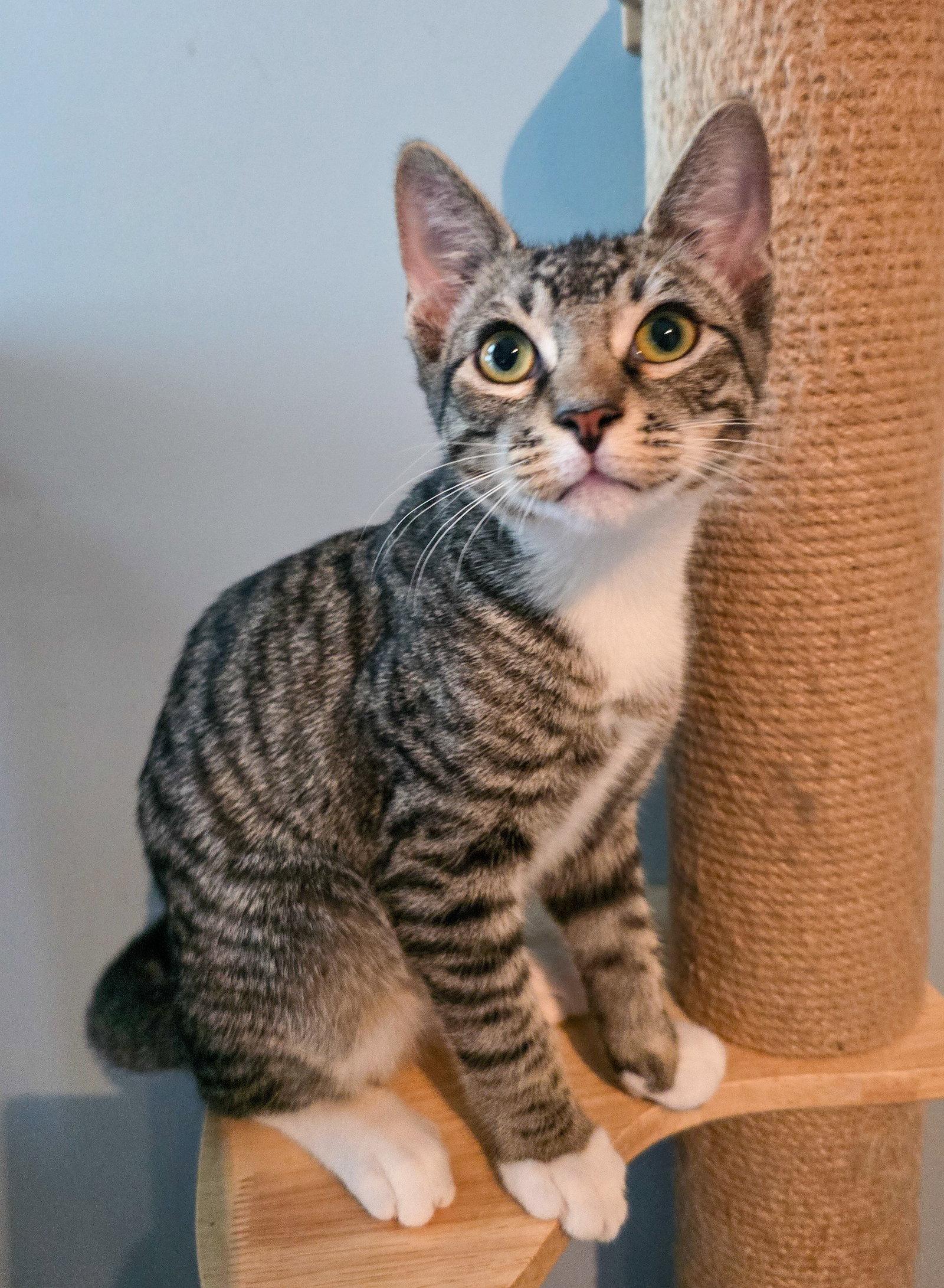 Finn, Adoptable, Kitten Male Domestic Short Hair & Tabby.