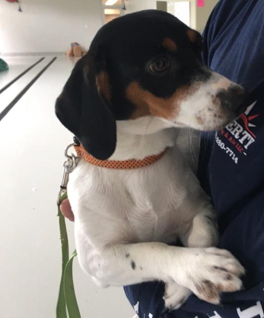 Enlarge Lexie, a Adoptable mixed breed in Dalton, GA image 2/3
