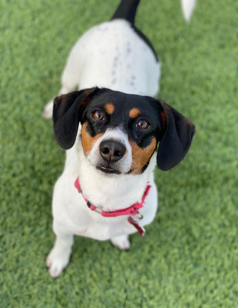 Lexie, a Adoptable mixed breed in Dalton, GA image 3/3