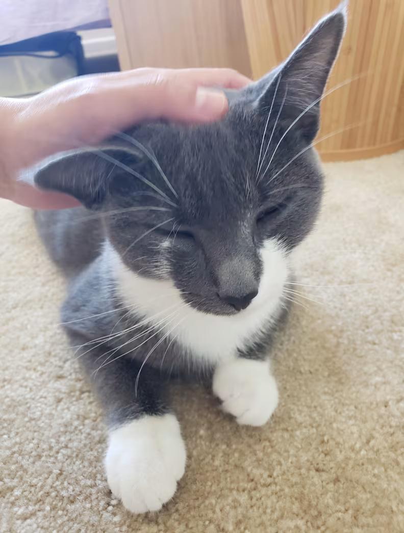 Enlarge Stormy- URGENT, a Adoptable Domestic Short Hair in Arlington, VA image 4/6