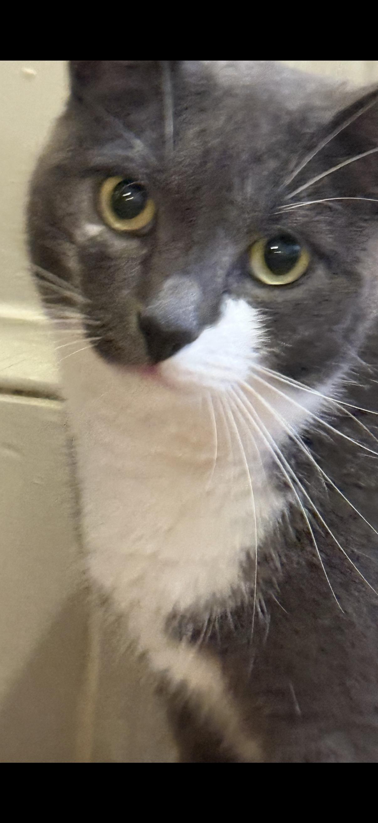 Enlarge Stormy- URGENT, a Adoptable Domestic Short Hair in Arlington, VA image 5/6