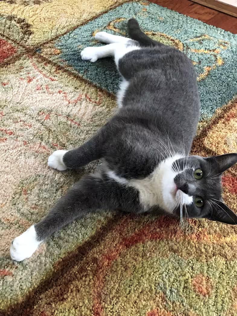 Enlarge Stormy- URGENT, a Adoptable Domestic Short Hair in Arlington, VA image 3/6