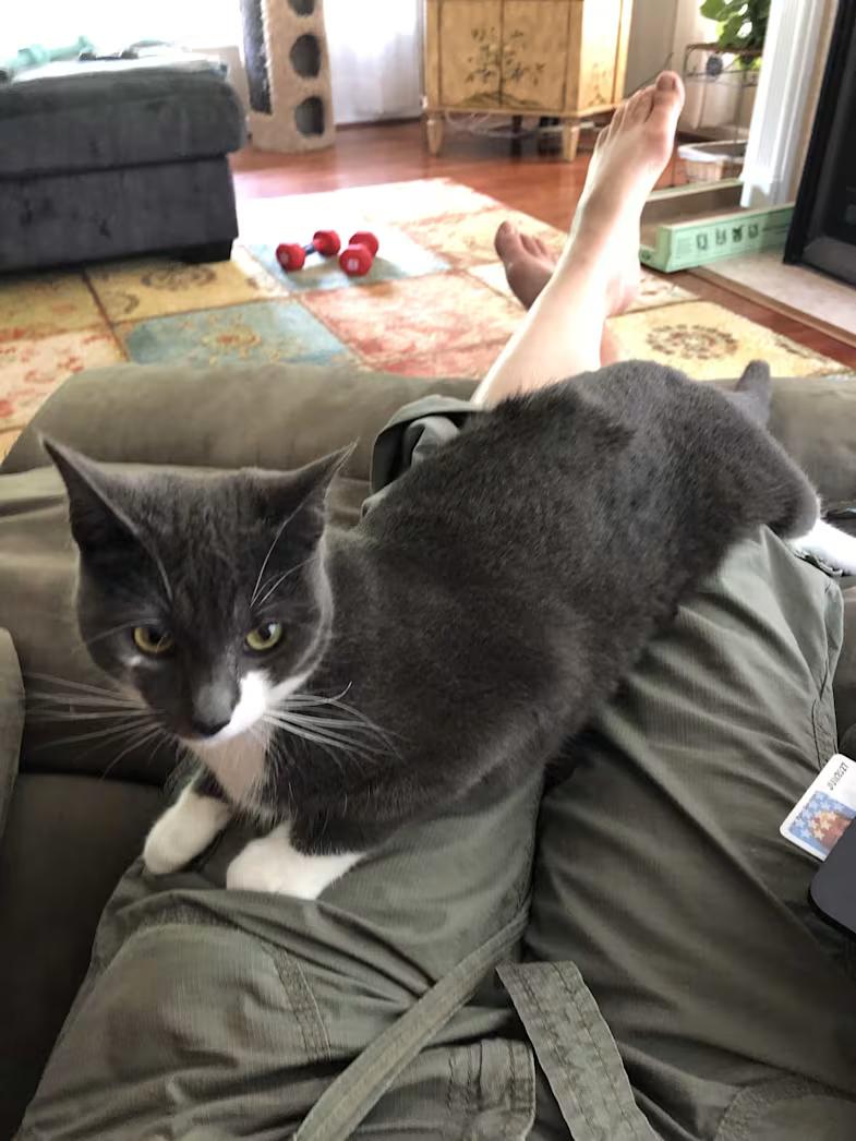 Enlarge Stormy- URGENT, a Adoptable Domestic Short Hair in Arlington, VA image 1/6