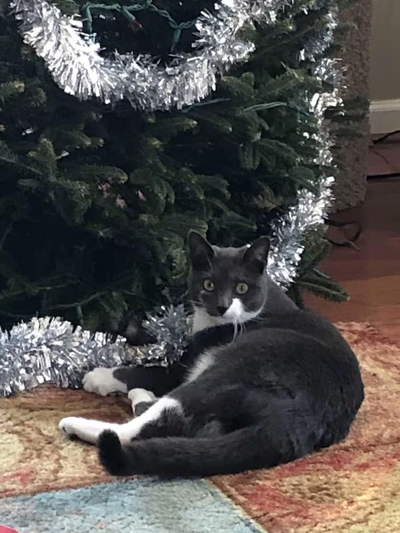 Enlarge Stormy- URGENT, a Adoptable Domestic Short Hair in Arlington, VA image 2/6
