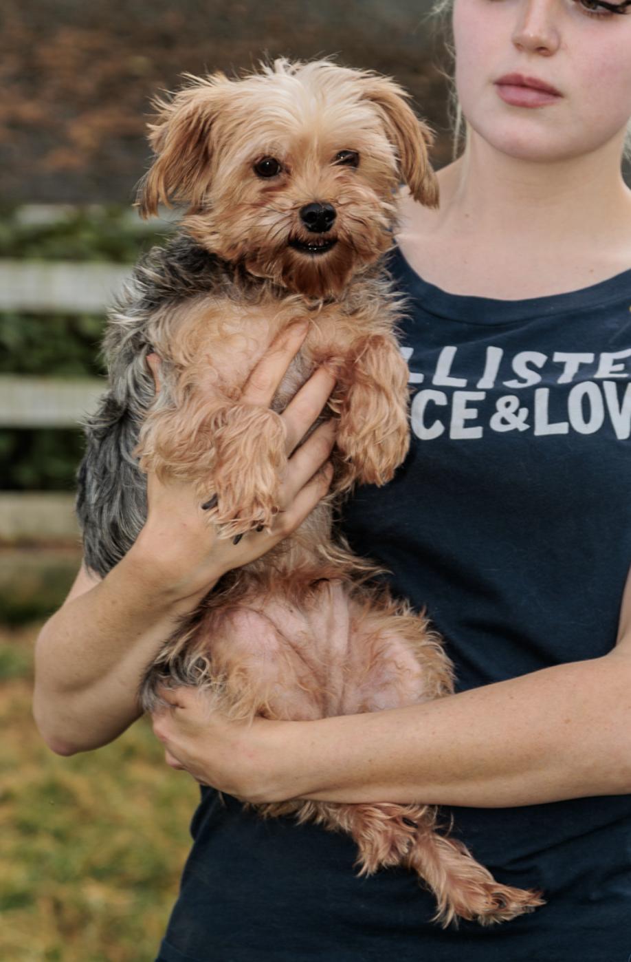 Enlarge Pawnie, an adopted Yorkshire Terrier in Chester Springs, PA image 1/2
