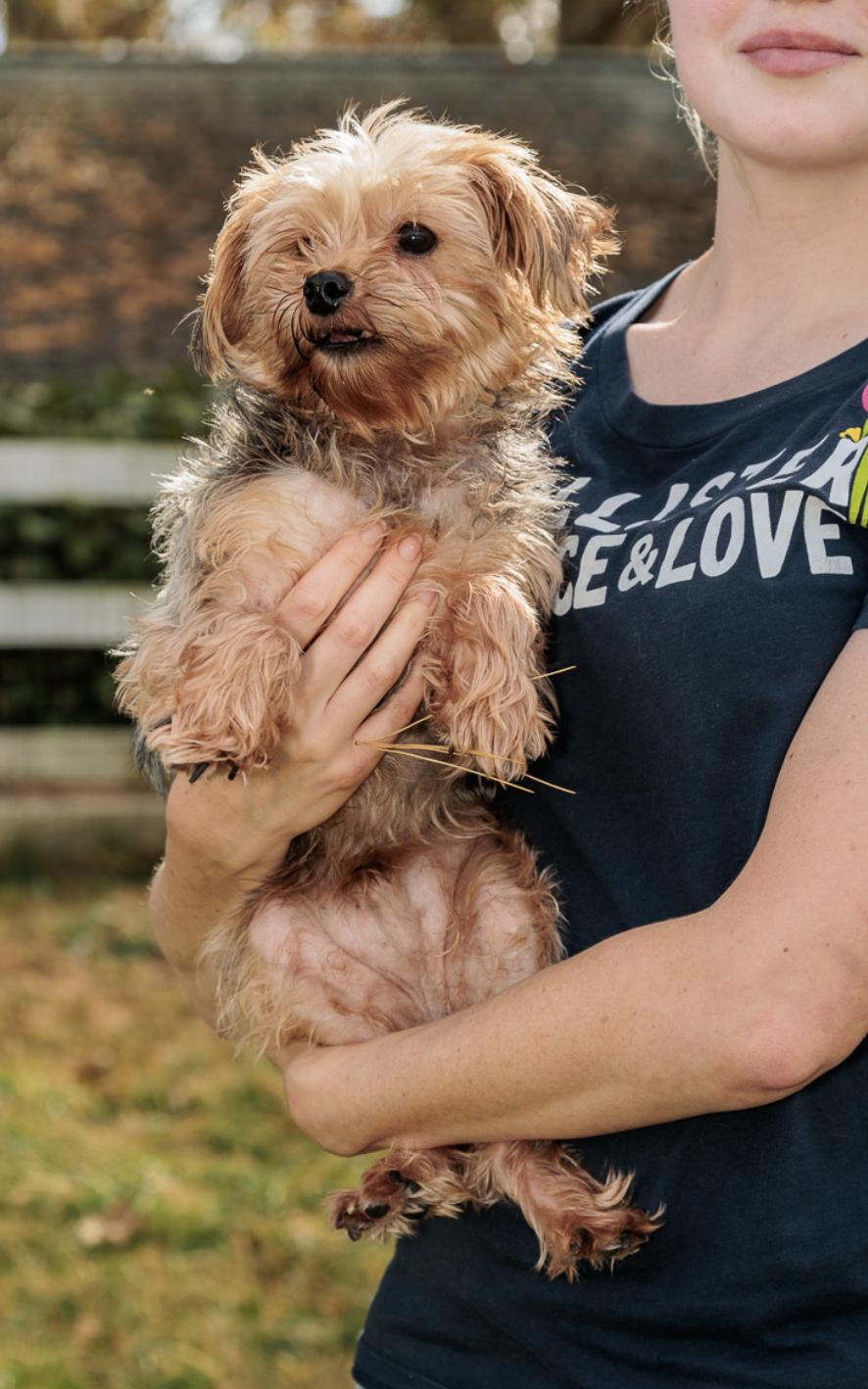 Enlarge Pawnie, an adopted Yorkshire Terrier in Chester Springs, PA image 2/2