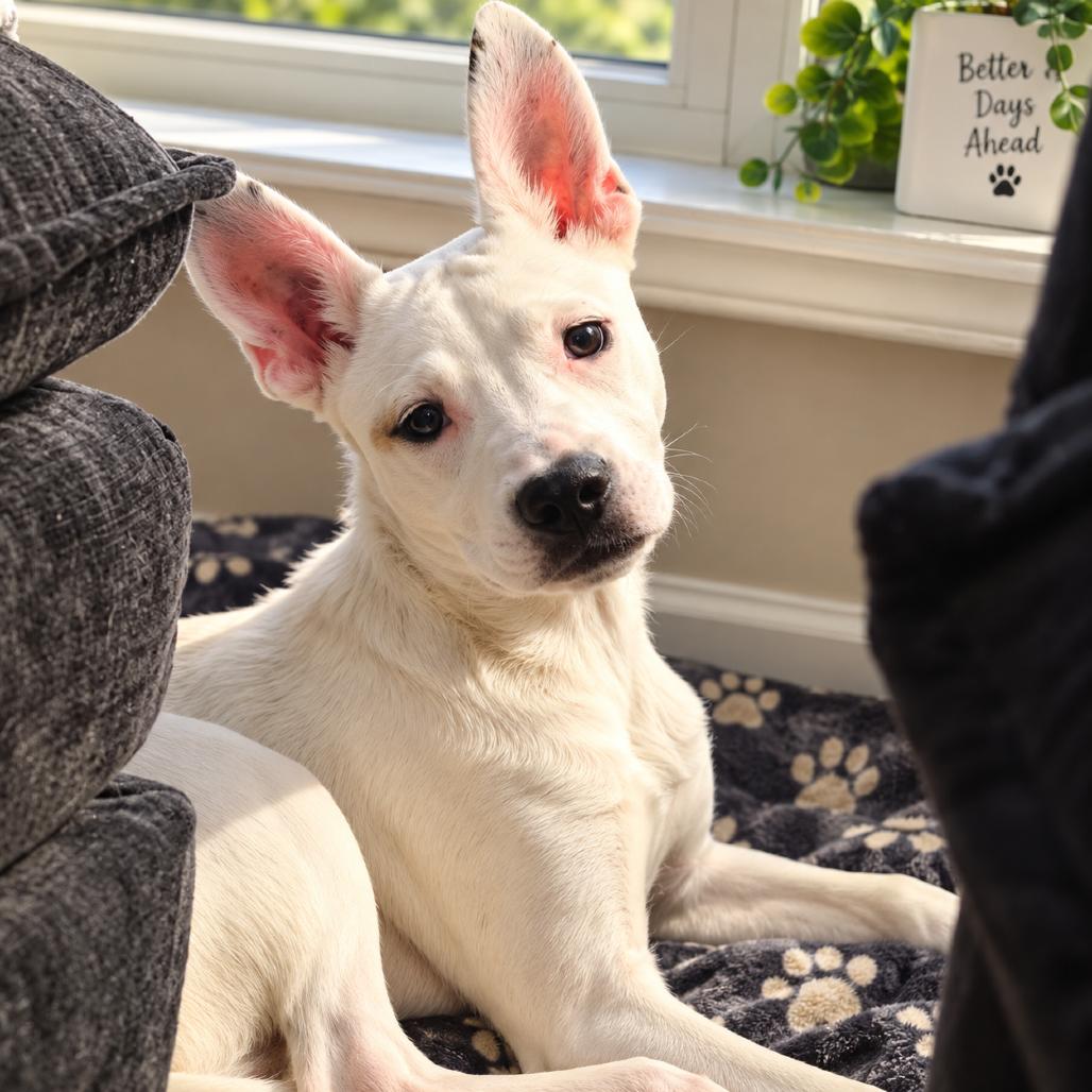 Enlarge Pluto, a Adoptable Mixed Breed in Tupelo, MS image 1/2