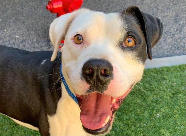 Enlarge PATRICK, a Adoptable mixed breed in Moreno Valley, CA image 1/1