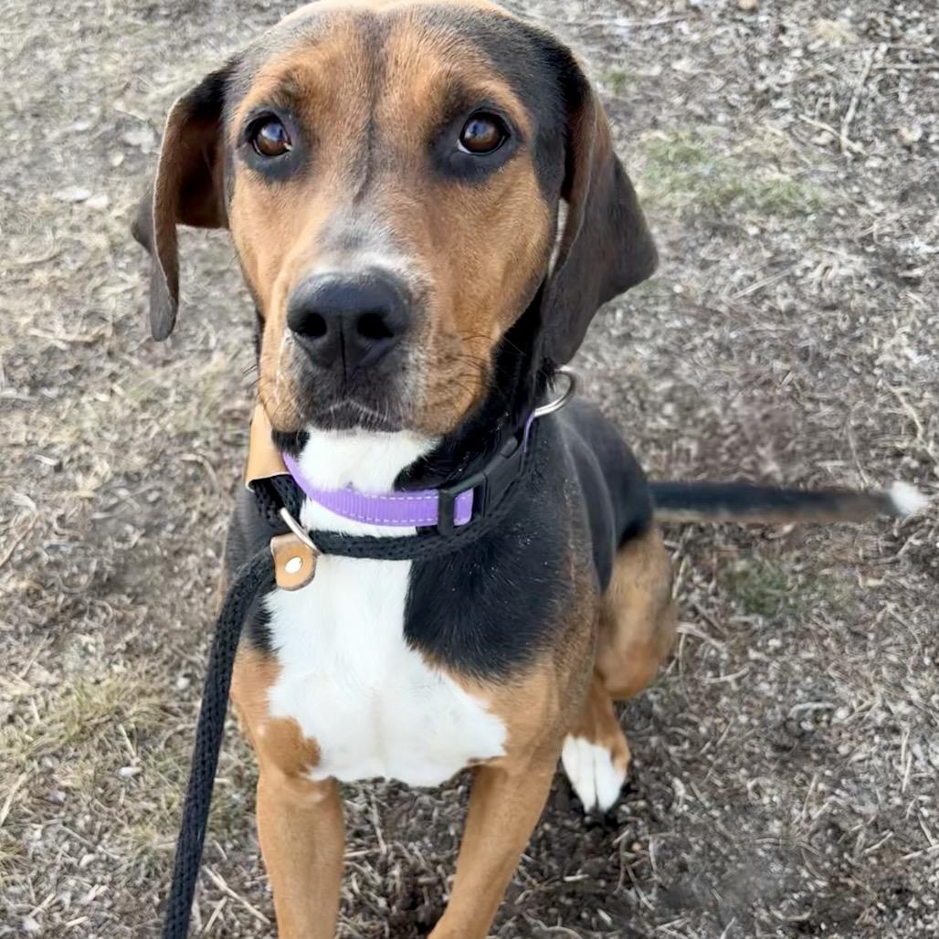 Sasha, Adoptable, Adult Female Coonhound & Mixed Breed.